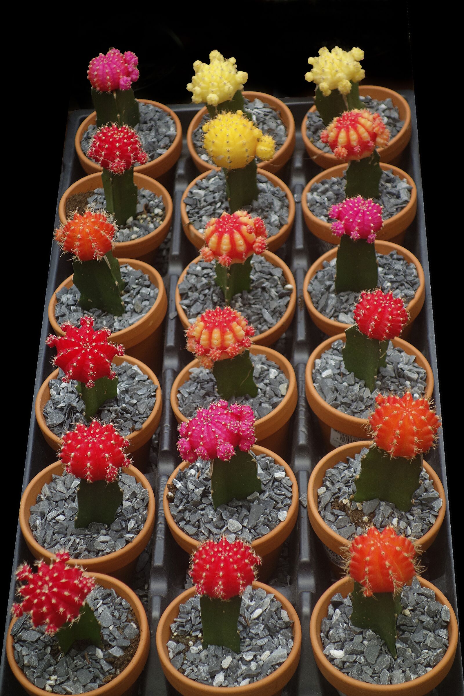 Hasselblad Stellar sample photo. Cactus, tropical, flower photography