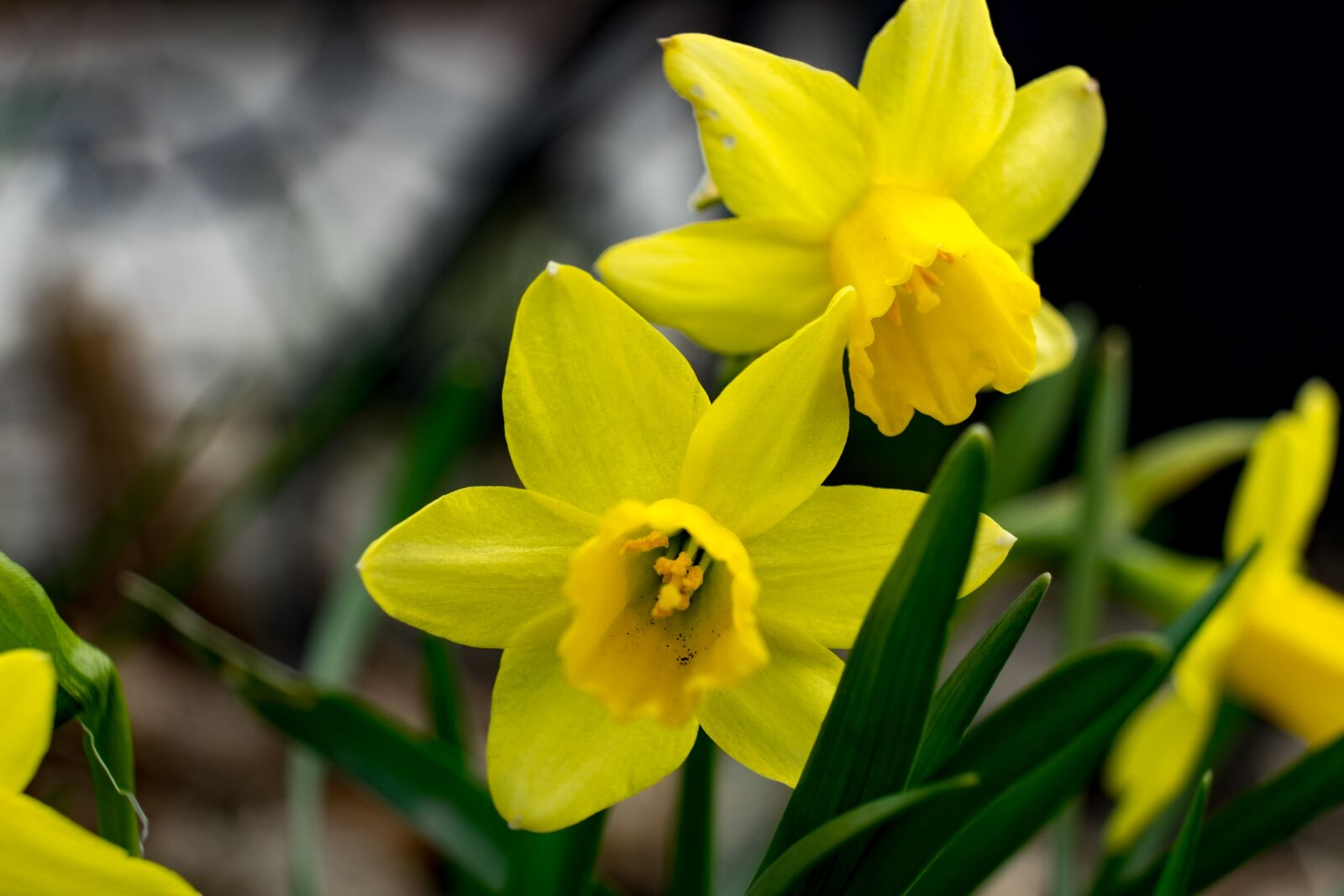 Fujifilm X-T10 sample photo. Spring, narcissus, daffodil photography