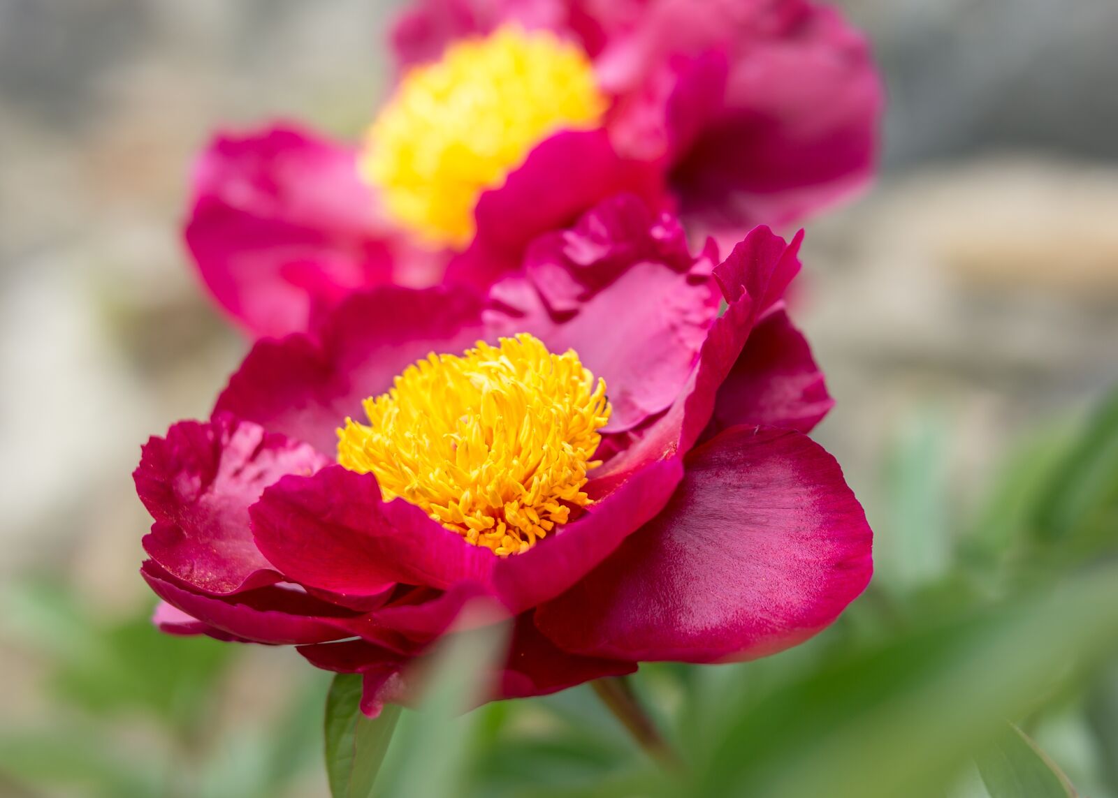 Samsung NX300M sample photo. Peony, bush, blossom photography