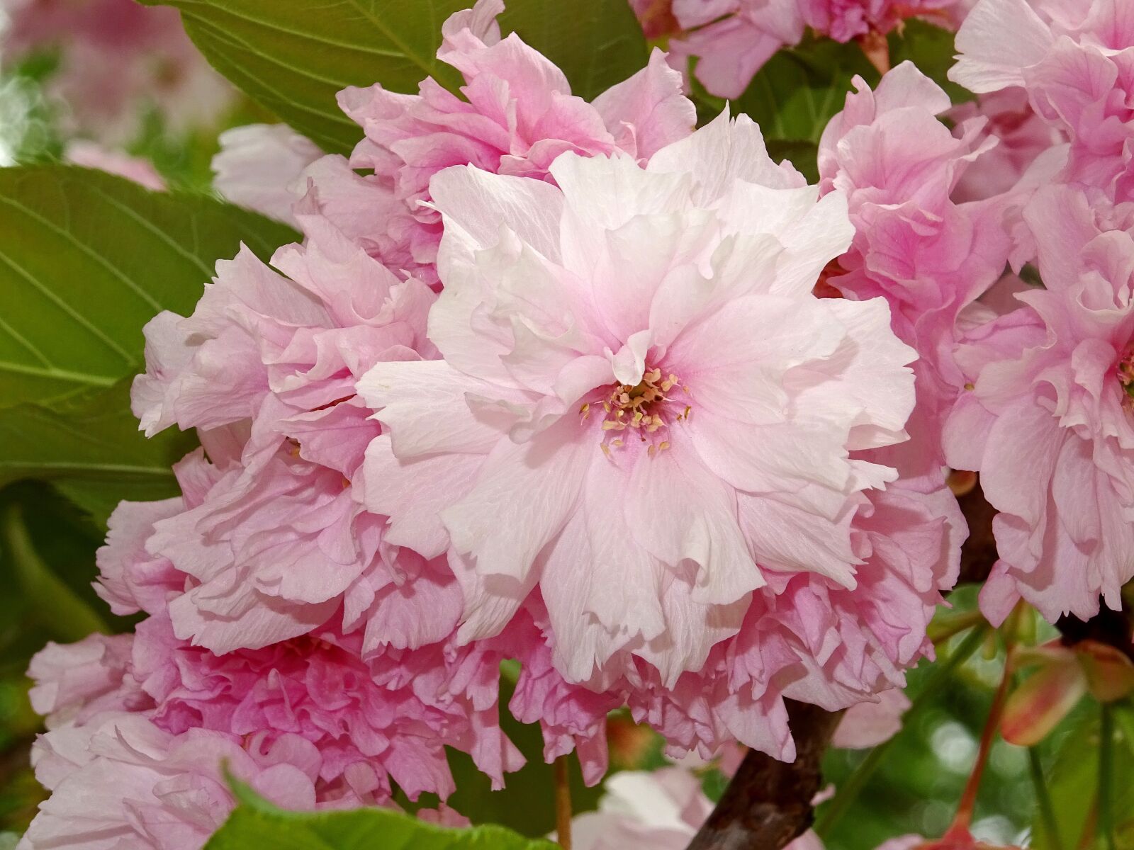 Sony DSC-HX60 sample photo. Ornamental cherry, blossom, bloom photography
