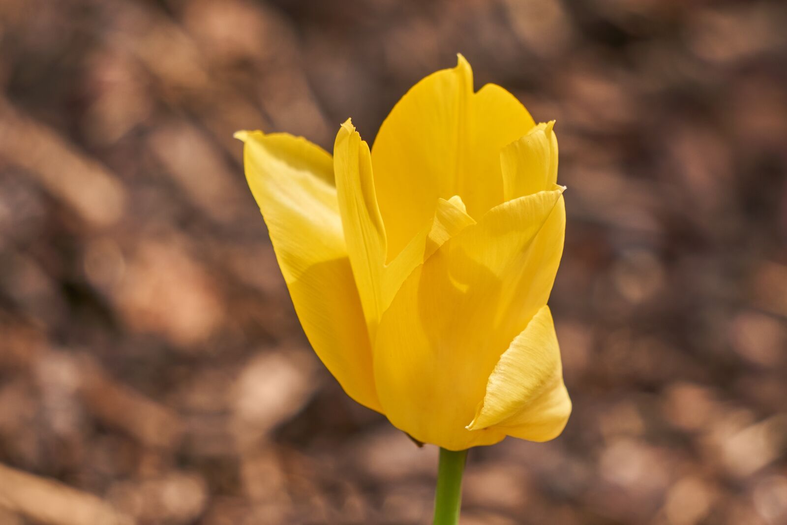 Sony E 55-210mm F4.5-6.3 OSS sample photo. Tulip, blossom, bloom photography