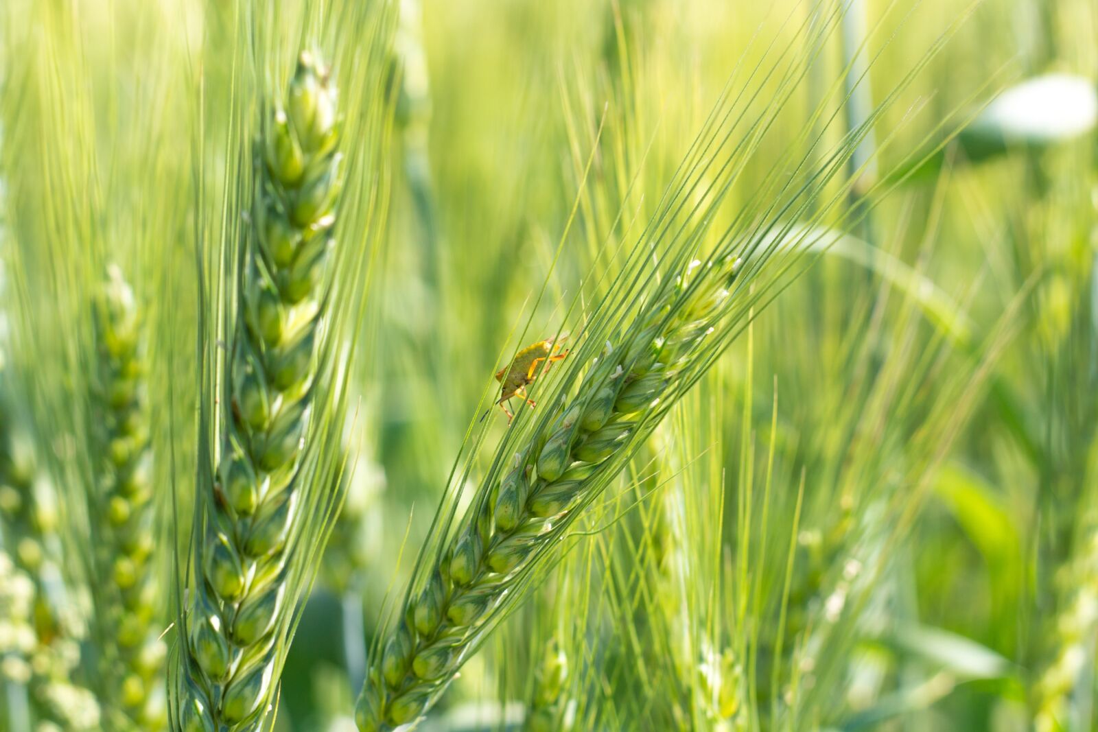 Canon EOS 100D (EOS Rebel SL1 / EOS Kiss X7) + Canon EF 50mm F1.8 II sample photo. Rye, wheat, cereals photography