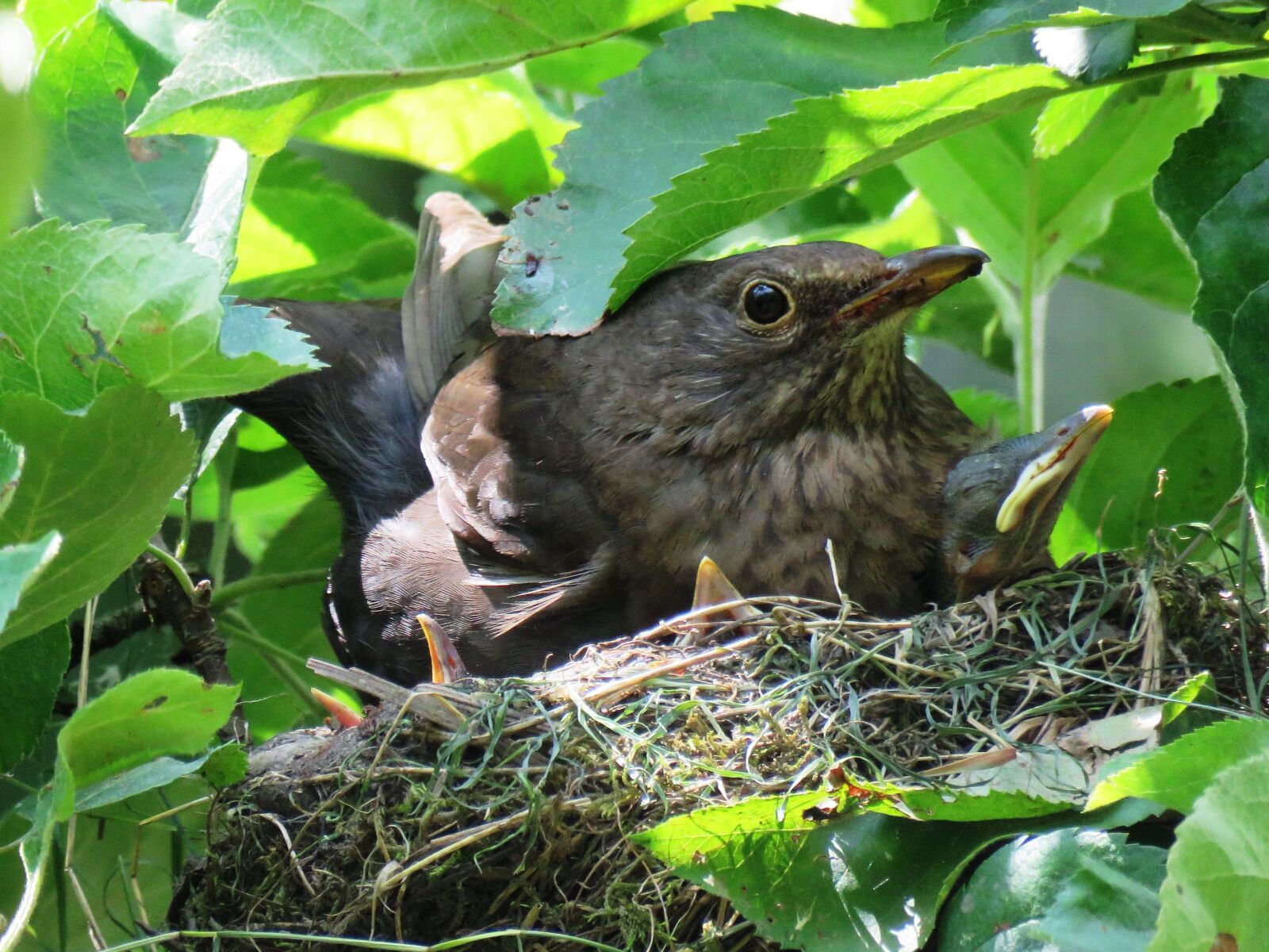 Canon PowerShot SX60 HS sample photo. Blackbird, nest, blackbird nest photography