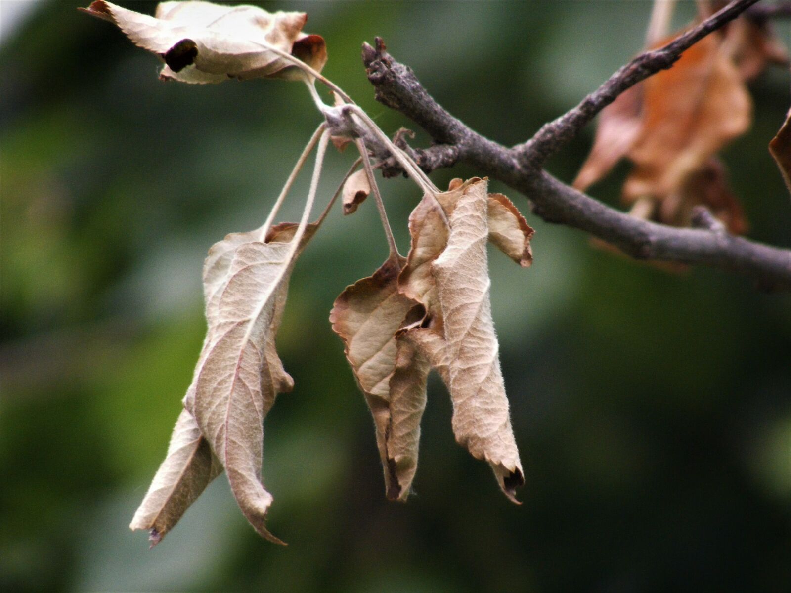 Fujifilm FinePix S5700 S700 sample photo. Autumn, leaves, trees photography