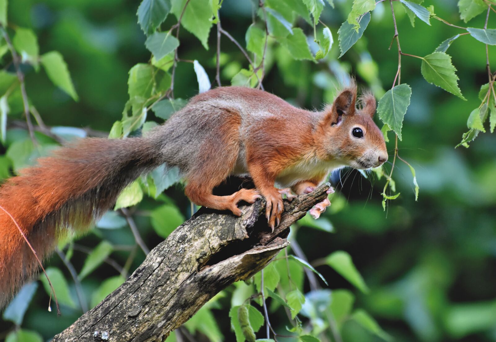 Nikon D7200 sample photo. Squirrel, verifiable kitten, rodent photography