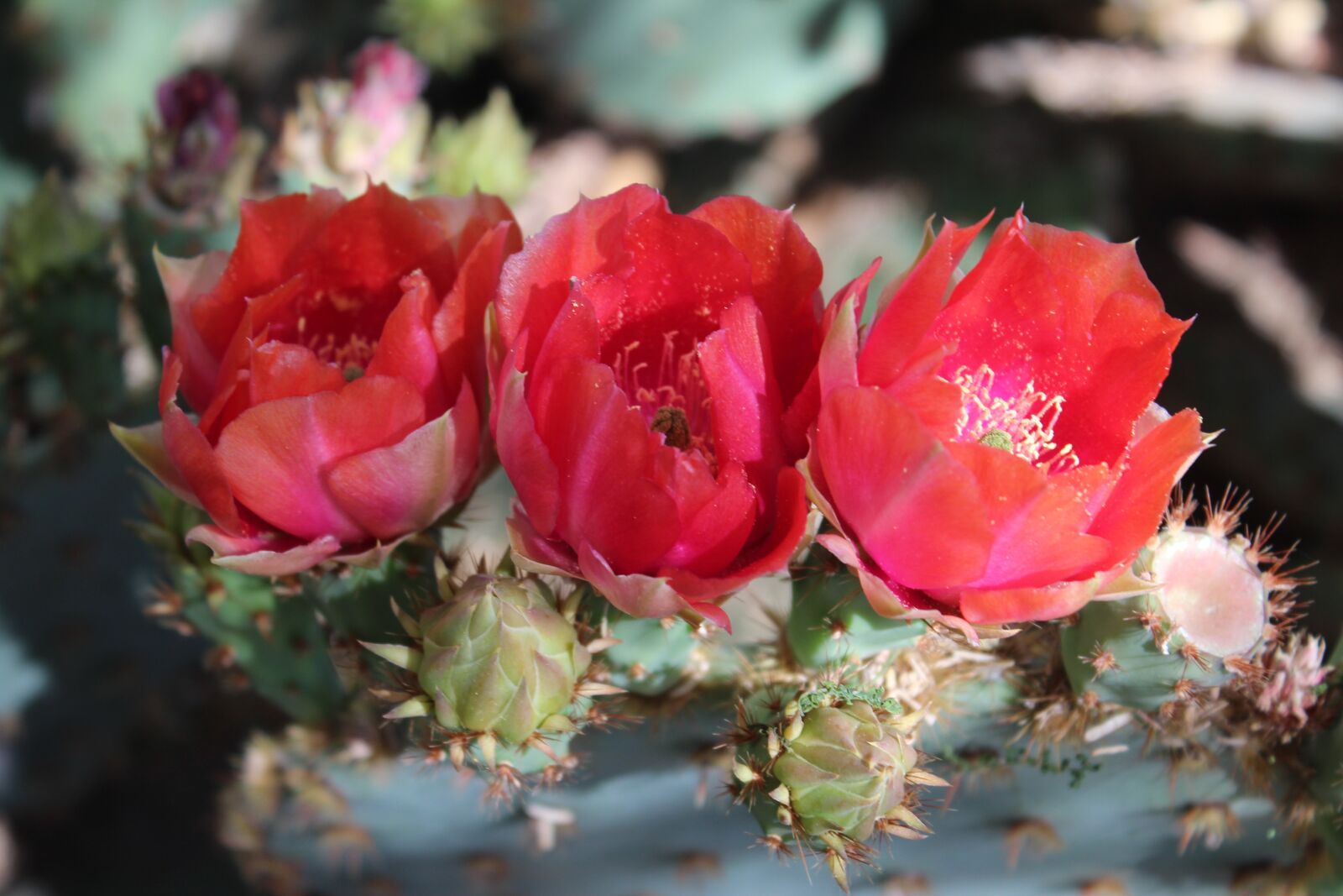 Canon EOS 600D (Rebel EOS T3i / EOS Kiss X5) sample photo. Prickly pear, blooms, red-orange photography