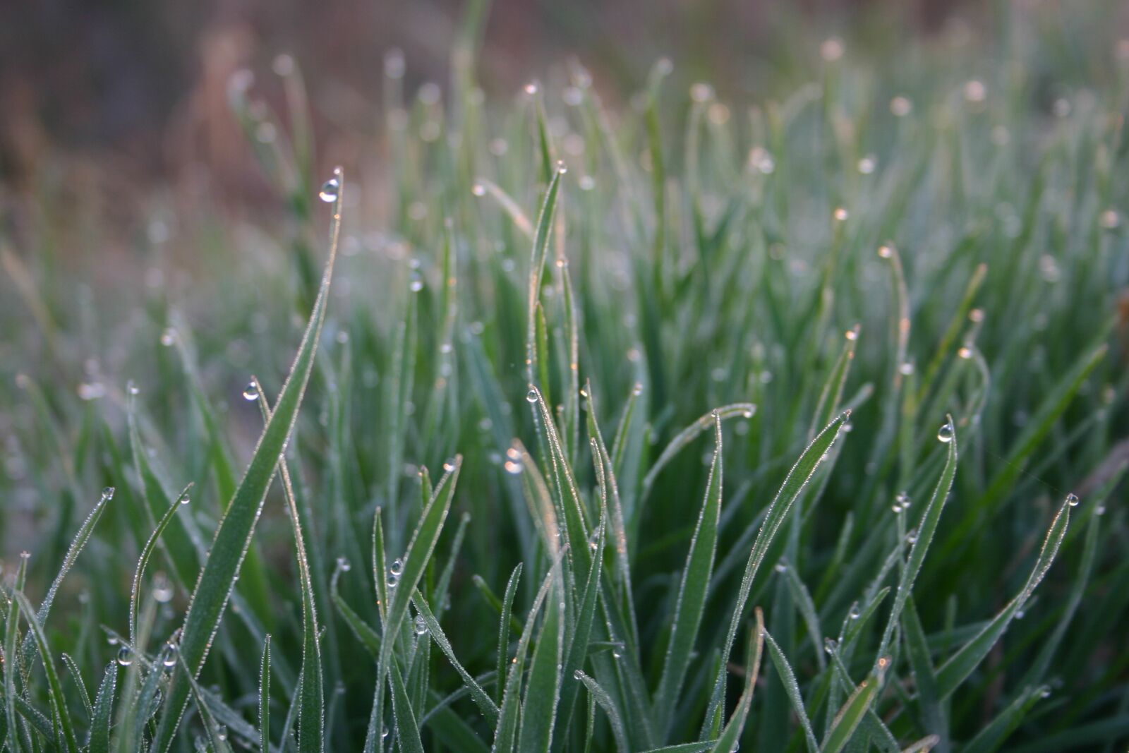 Canon EOS 300D (EOS Digital Rebel / EOS Kiss Digital) sample photo. Tim h, grass, dawn photography