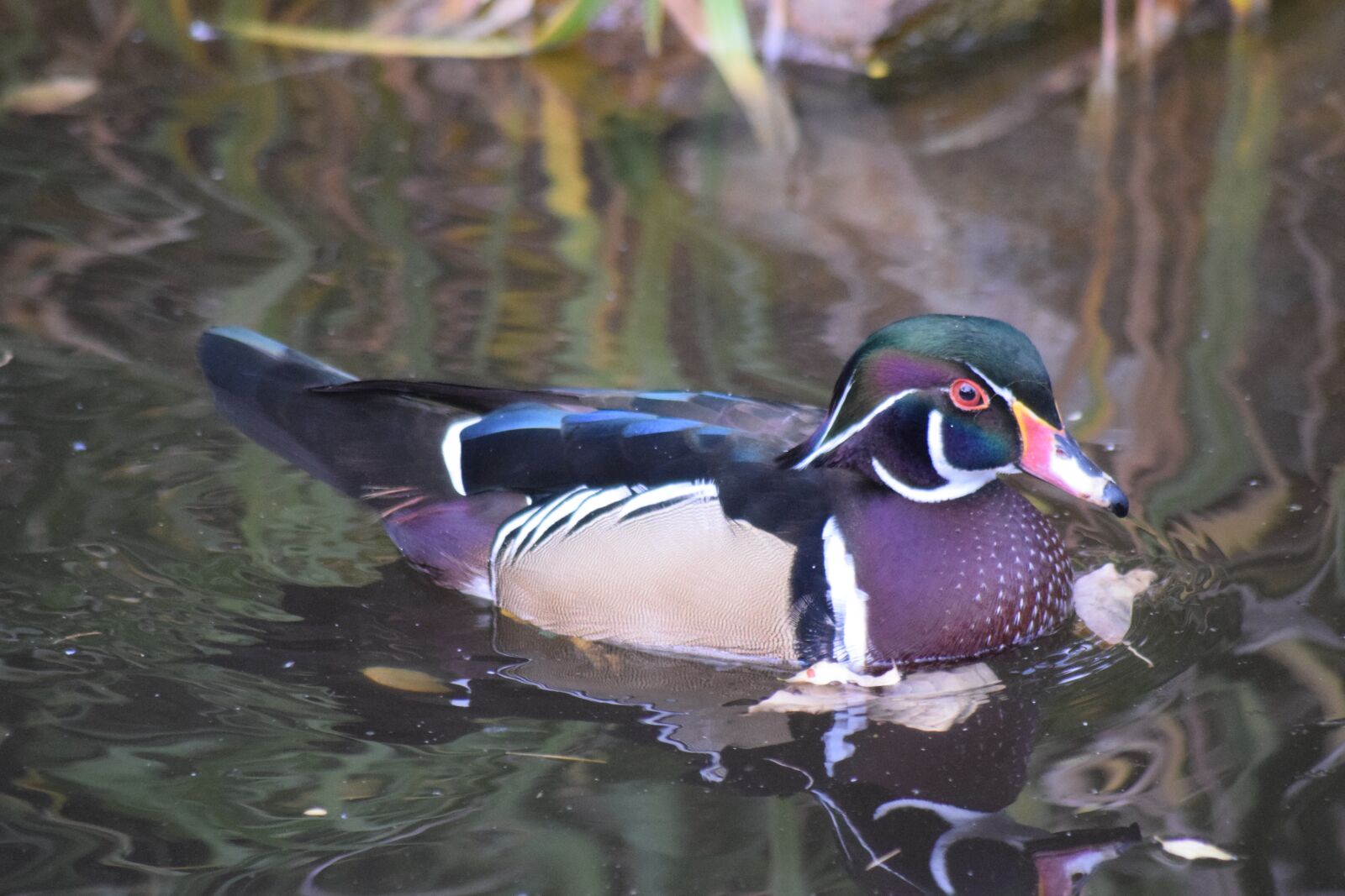 Nikon D3300 sample photo. Duck, bird, nature photography