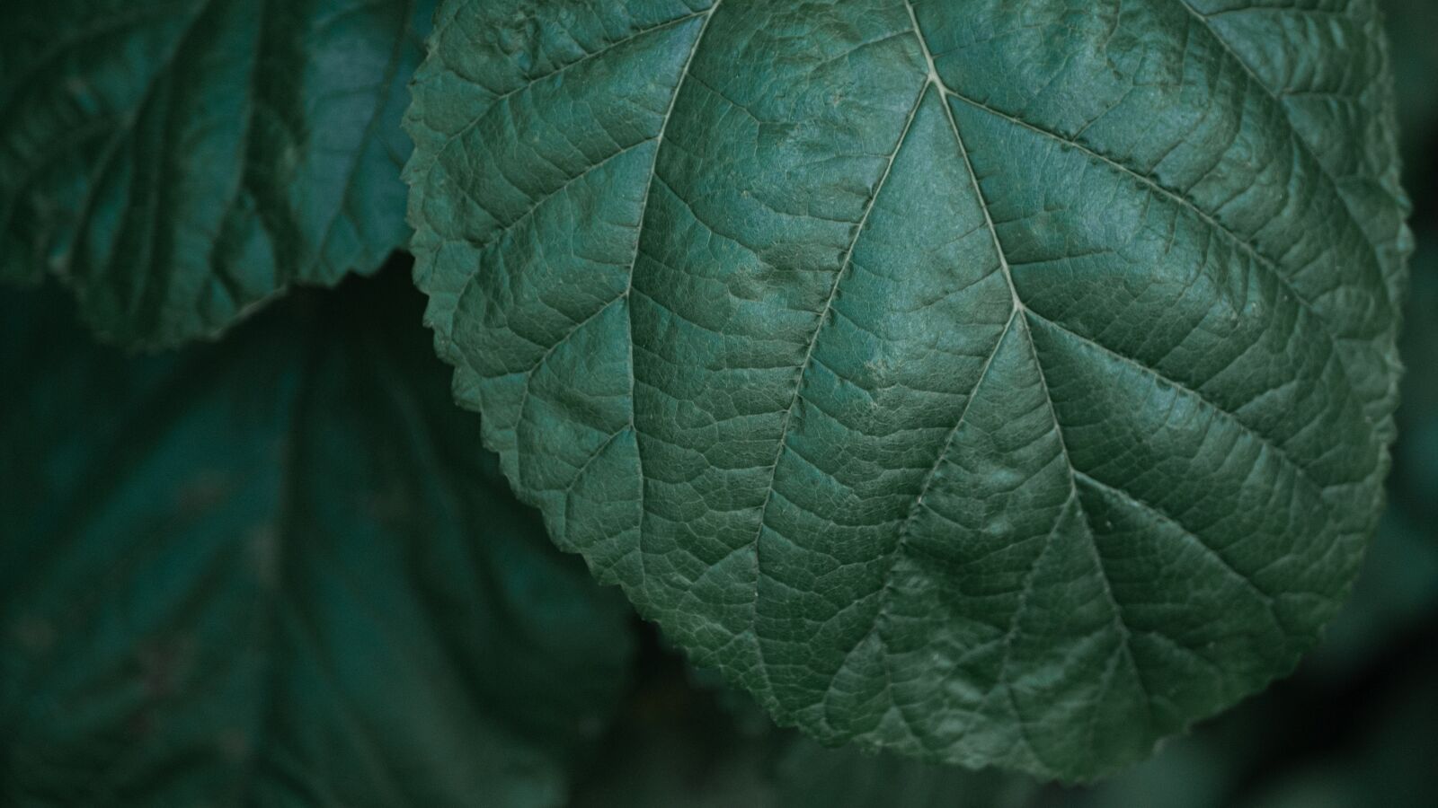 LUMIX G 25/F1.7 sample photo. Plant, leaf, background photography