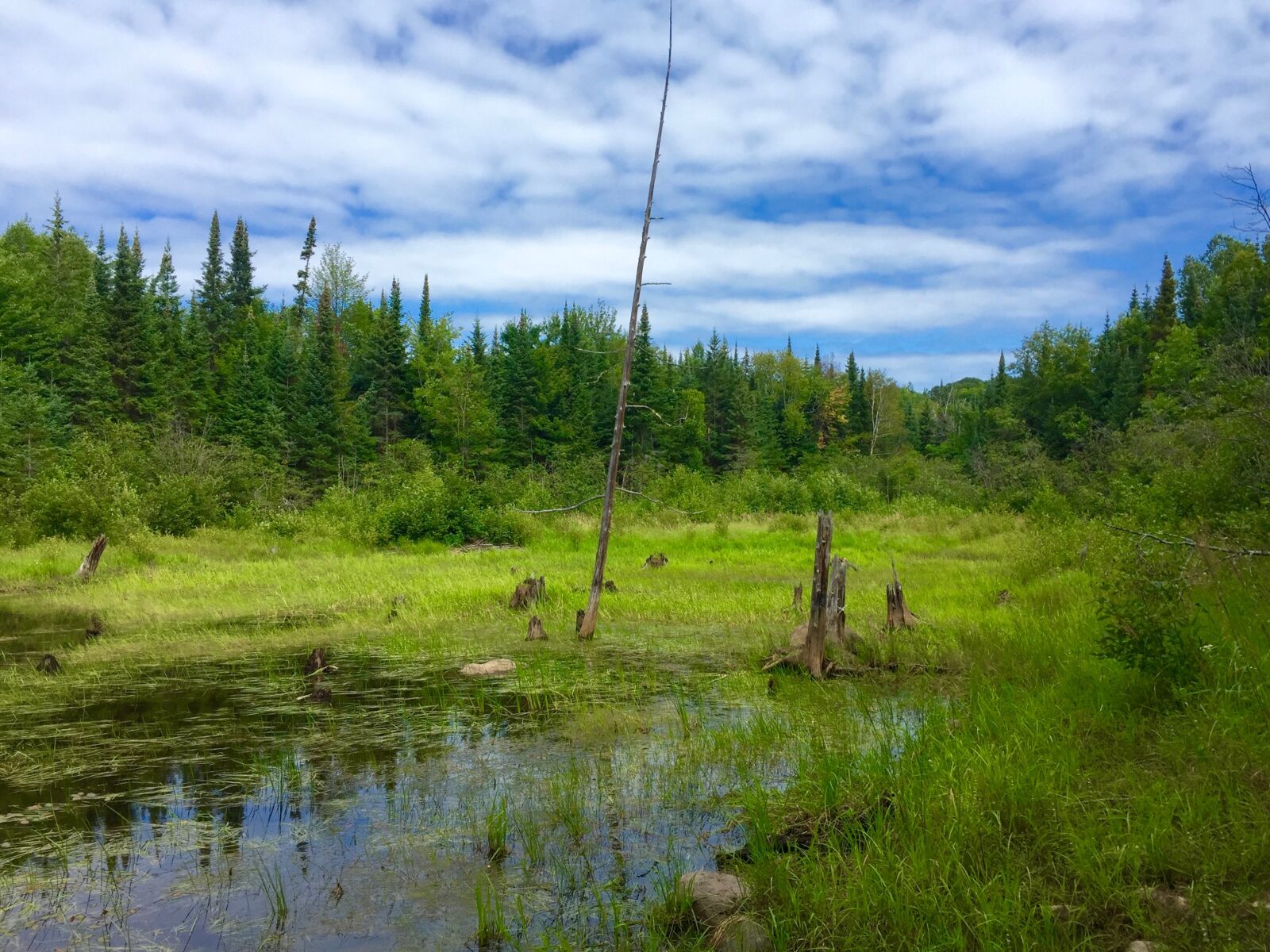 Apple iPhone 6 sample photo. Wilderness, forest, sky photography