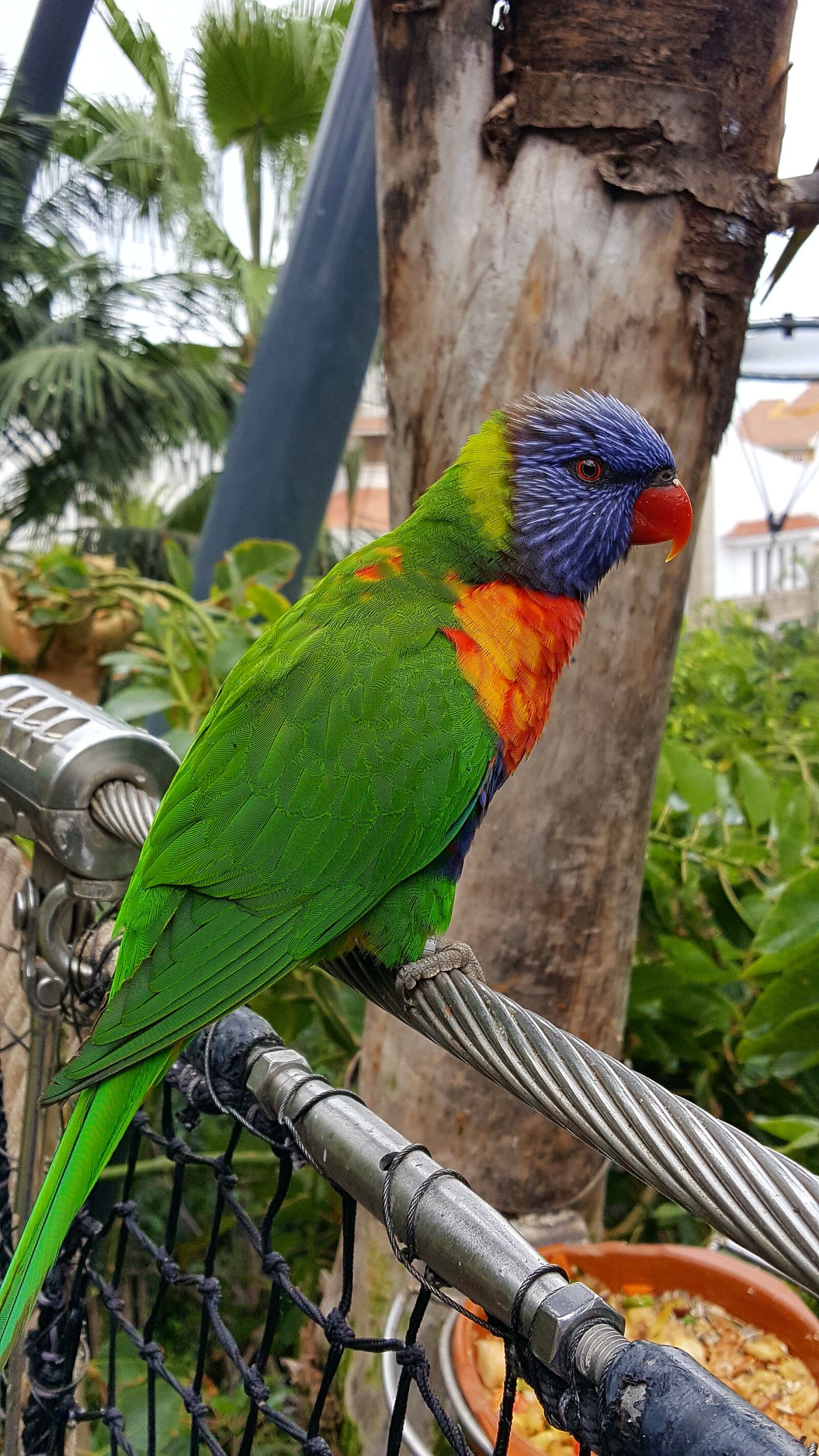 Samsung Galaxy S6 sample photo. Parrot, canary islands, animal photography