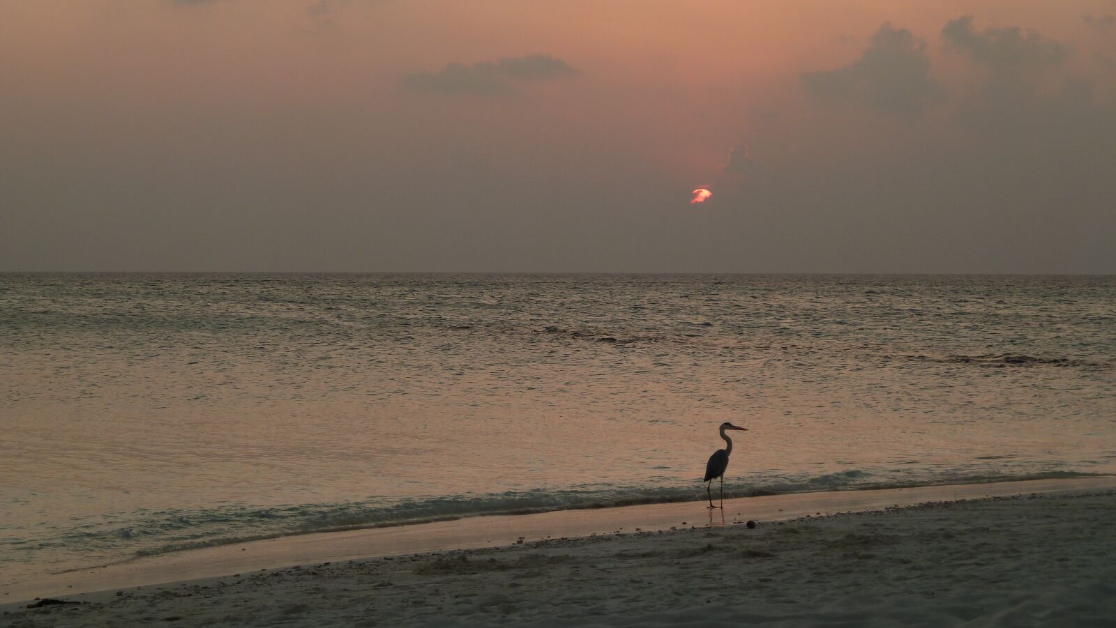 Panasonic Lumix DMC-ZS7 (Lumix DMC-TZ10) sample photo. Heron, sea, sun photography