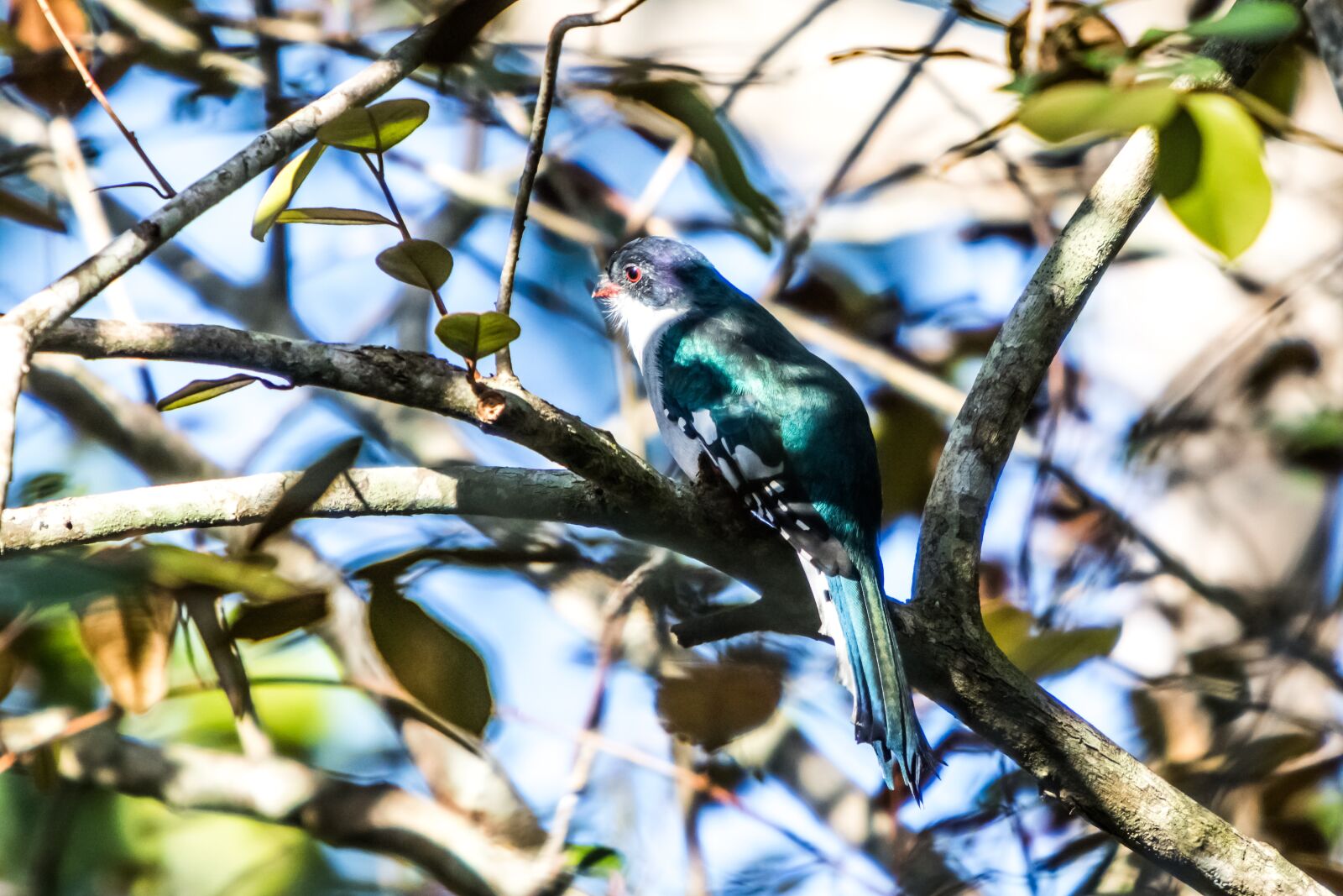 Canon EF 70-200mm F2.8L IS USM sample photo. Cuba, matanzas, cienaga de photography