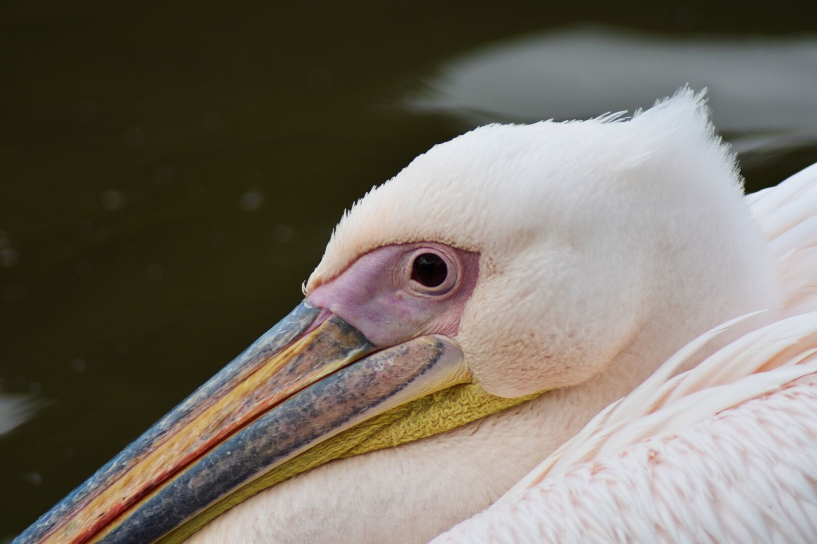 Nikon D3400 sample photo. Pelican, animal, beak photography