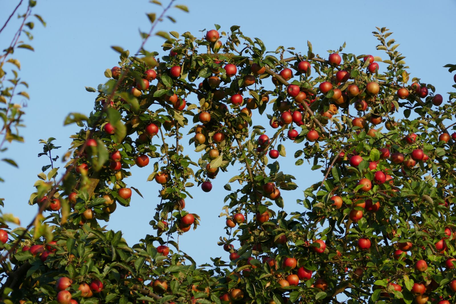 Panasonic DMC-TZ101 sample photo. Apple tree, apple, tree photography