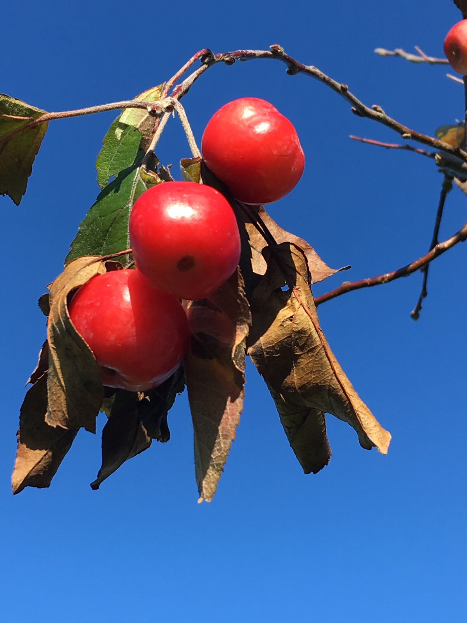 iPhone SE back camera 4.15mm f/2.2 sample photo. Zier pfel, autumn, sunny photography