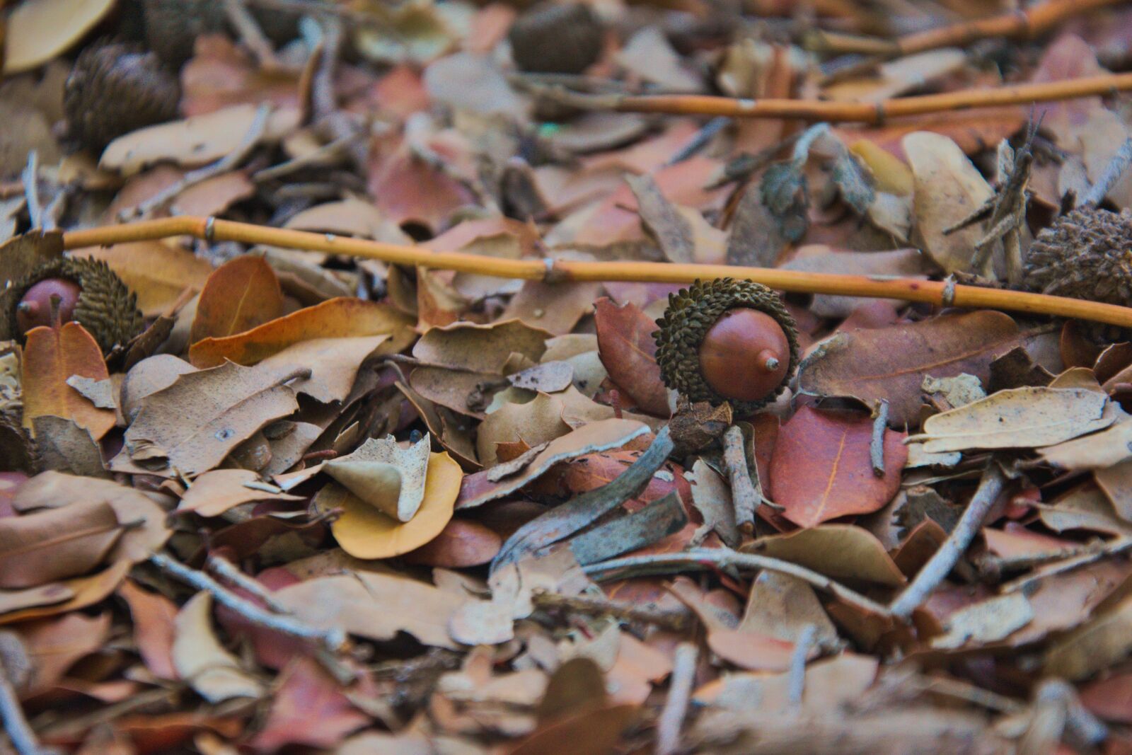 Nikon D3300 sample photo. Oak, forest, mediterranean photography