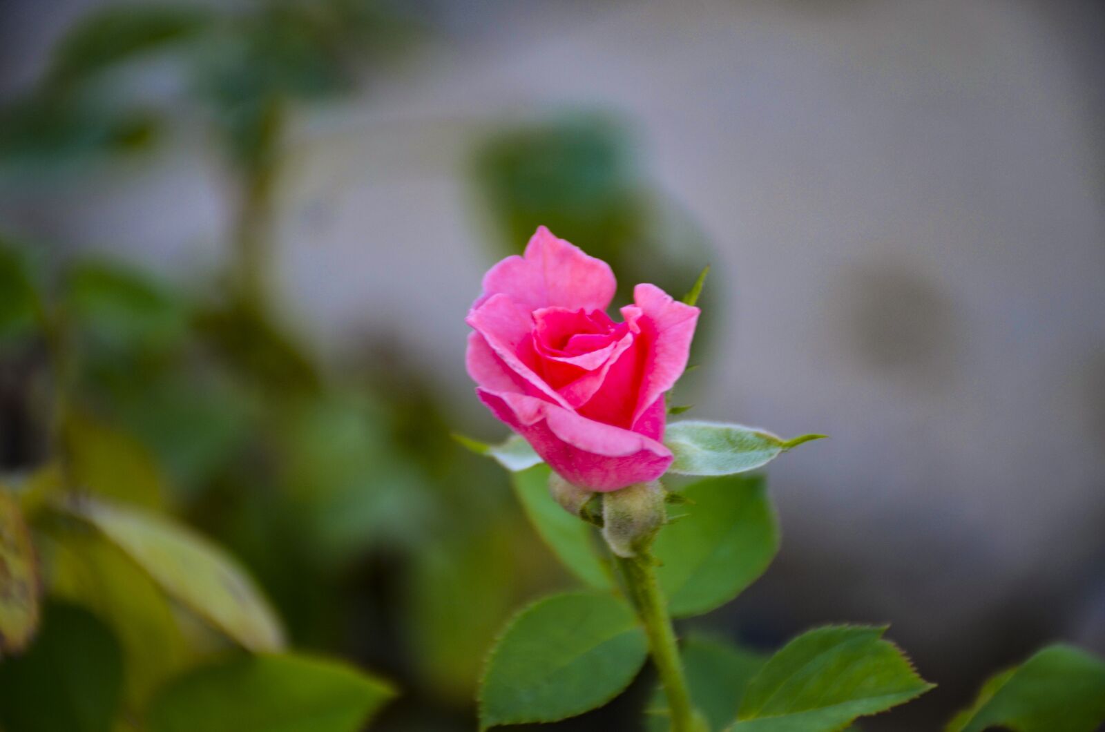 Nikon D7000 sample photo. Pink, rose, love photography