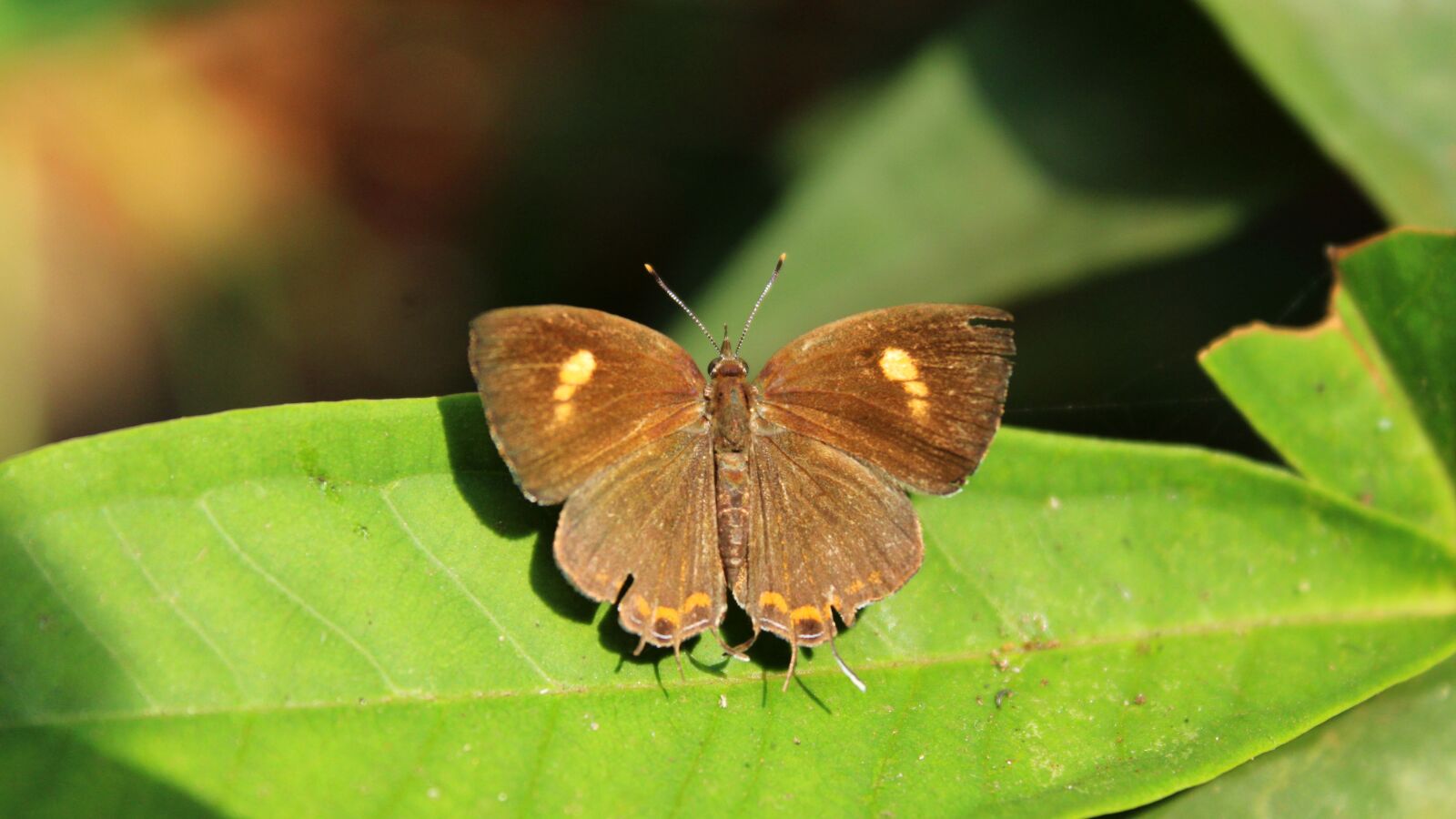 Canon EOS 1300D (EOS Rebel T6 / EOS Kiss X80) sample photo. Butterfly, insect, nature photography