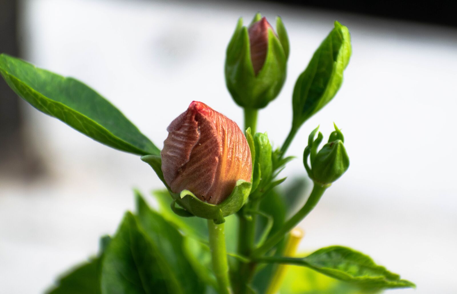 Nikon D3300 sample photo. Flower, nature, garden photography
