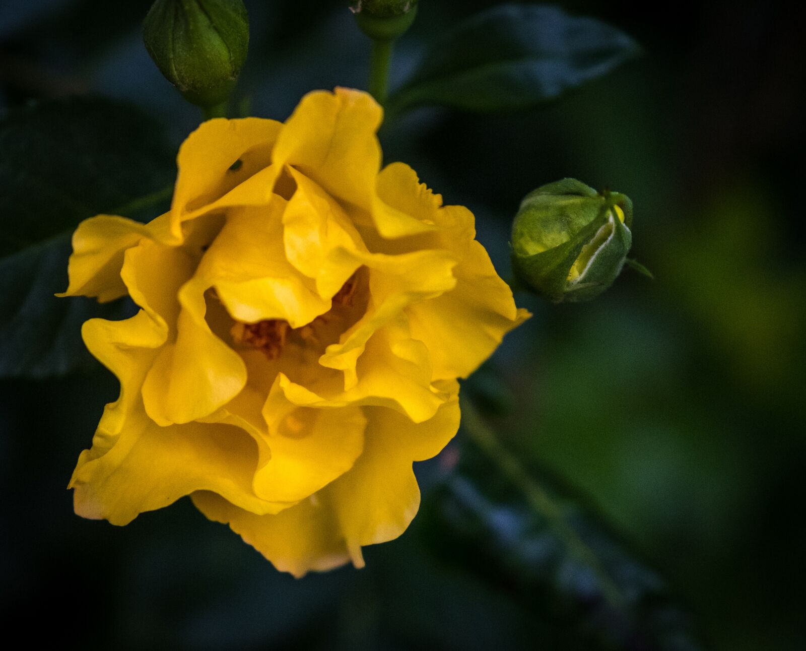 Fujifilm X-T2 sample photo. Rose, rose bloom, bud photography