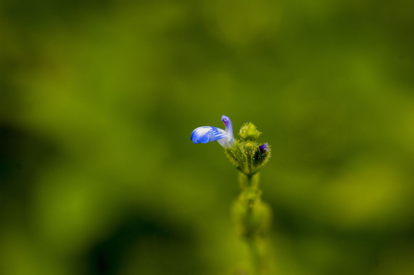 Nikon D40 sample photo. Nature, forest, color photography