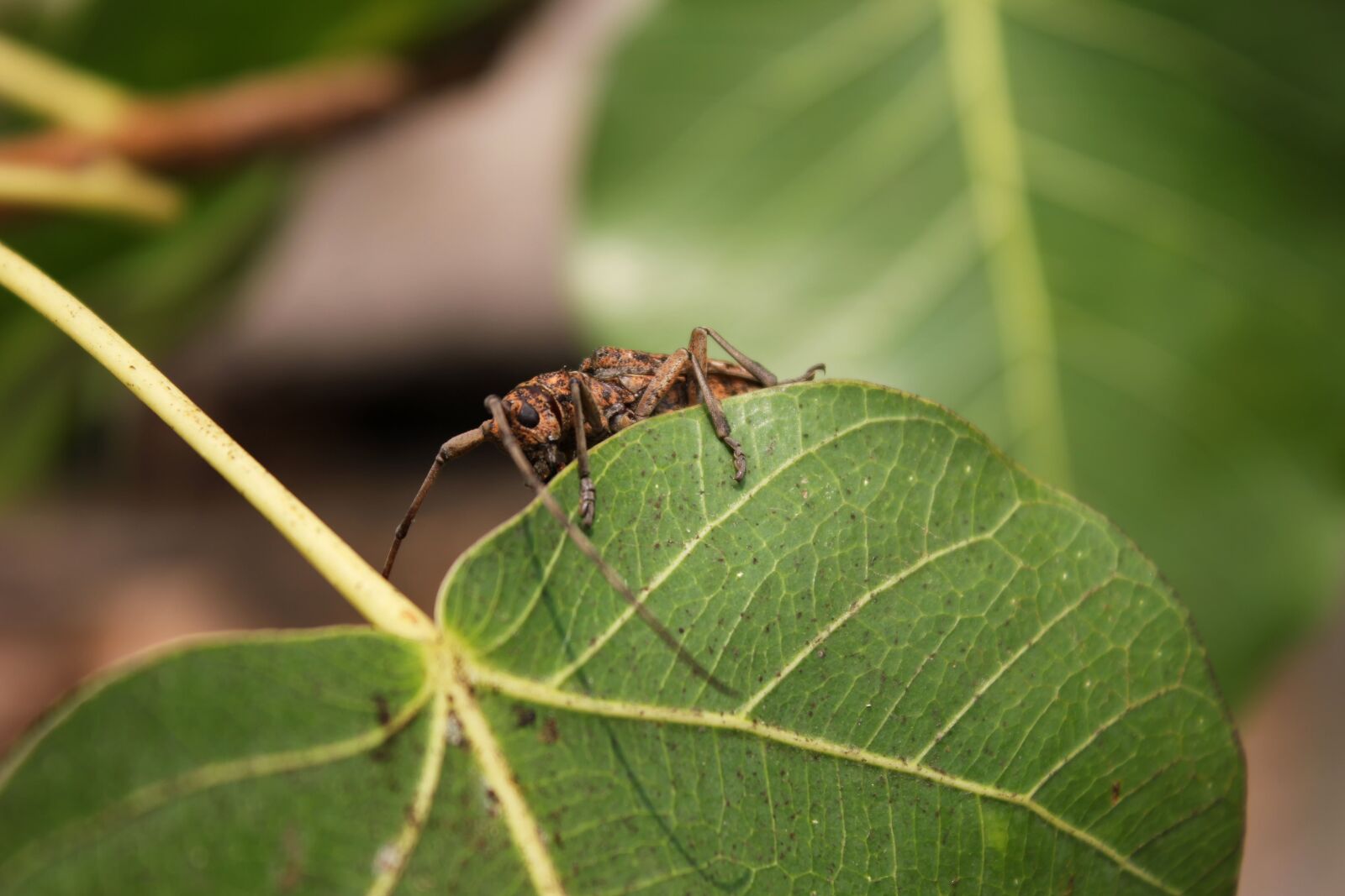 Canon EOS 550D (EOS Rebel T2i / EOS Kiss X4) sample photo. Insects, autumn leaves, the photography