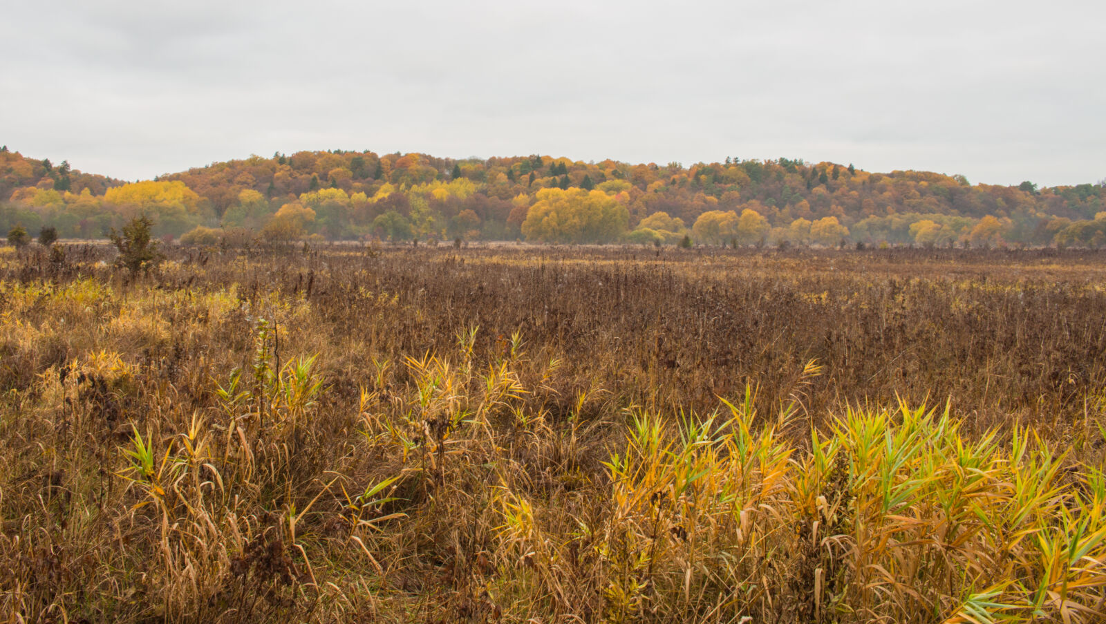 Canon EOS 700D (EOS Rebel T5i / EOS Kiss X7i) sample photo. Country, countryside, cropland, crops photography