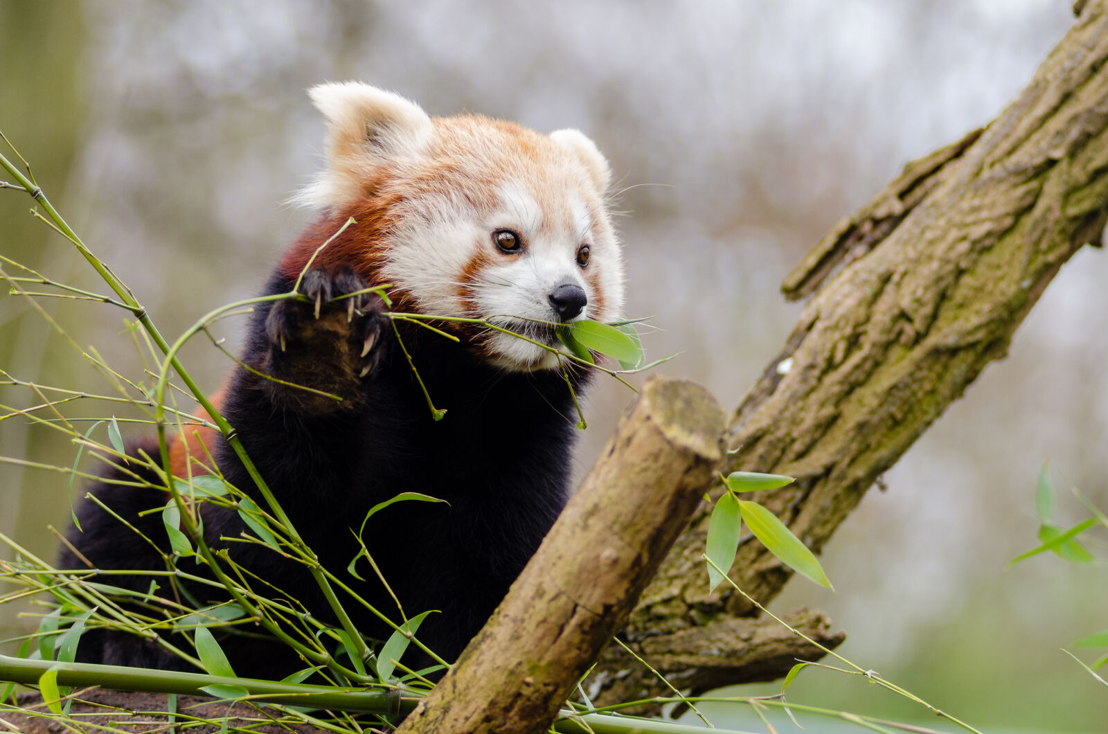 AF Zoom-Nikkor 80-200mm f/2.8 ED sample photo