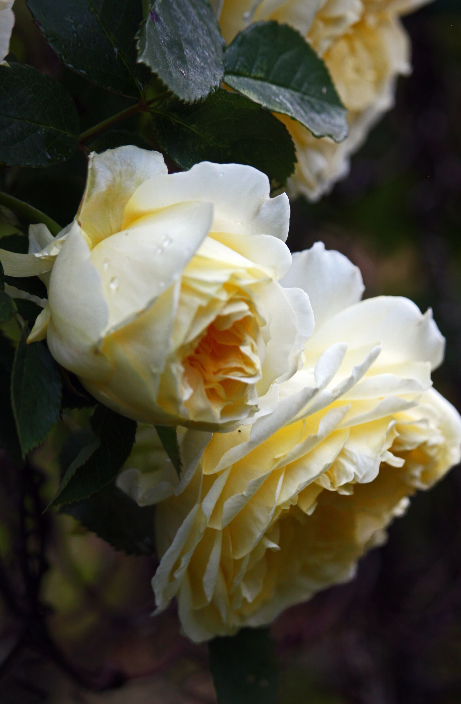 Canon EF-S 55-250mm F4-5.6 IS STM sample photo. Rose, blossom, bloom photography