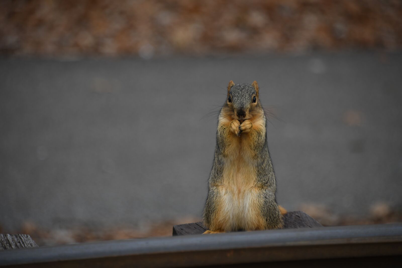 Nikon D850 sample photo. Squirrel, rodent, cute photography