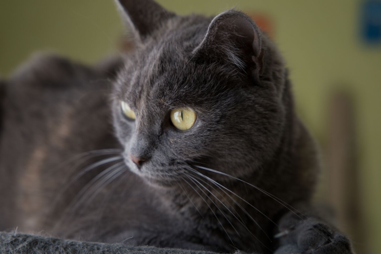 Canon EF 24-105mm F3.5-5.6 IS STM sample photo. Cat, grey, cats photography