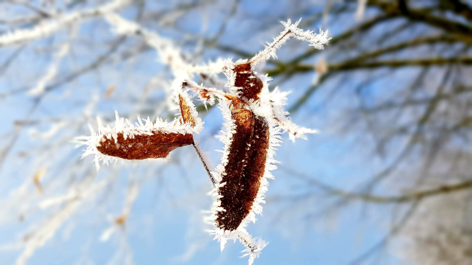 Samsung Galaxy S7 Edge sample photo. Winter, hoarfrost, frost photography