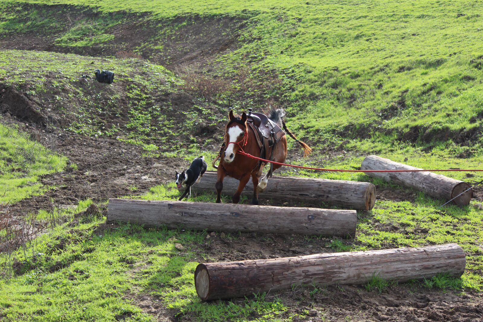 Canon EOS 700D (EOS Rebel T5i / EOS Kiss X7i) sample photo. Horses, dogs, groundwork photography