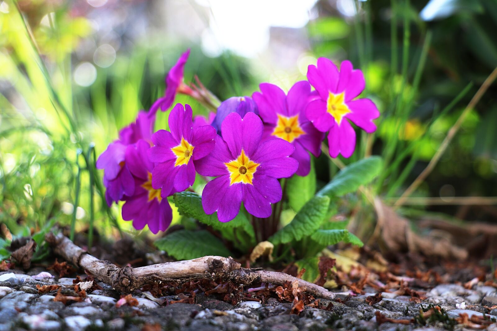 Canon EOS 750D (EOS Rebel T6i / EOS Kiss X8i) sample photo. Primrose, spring, flower photography