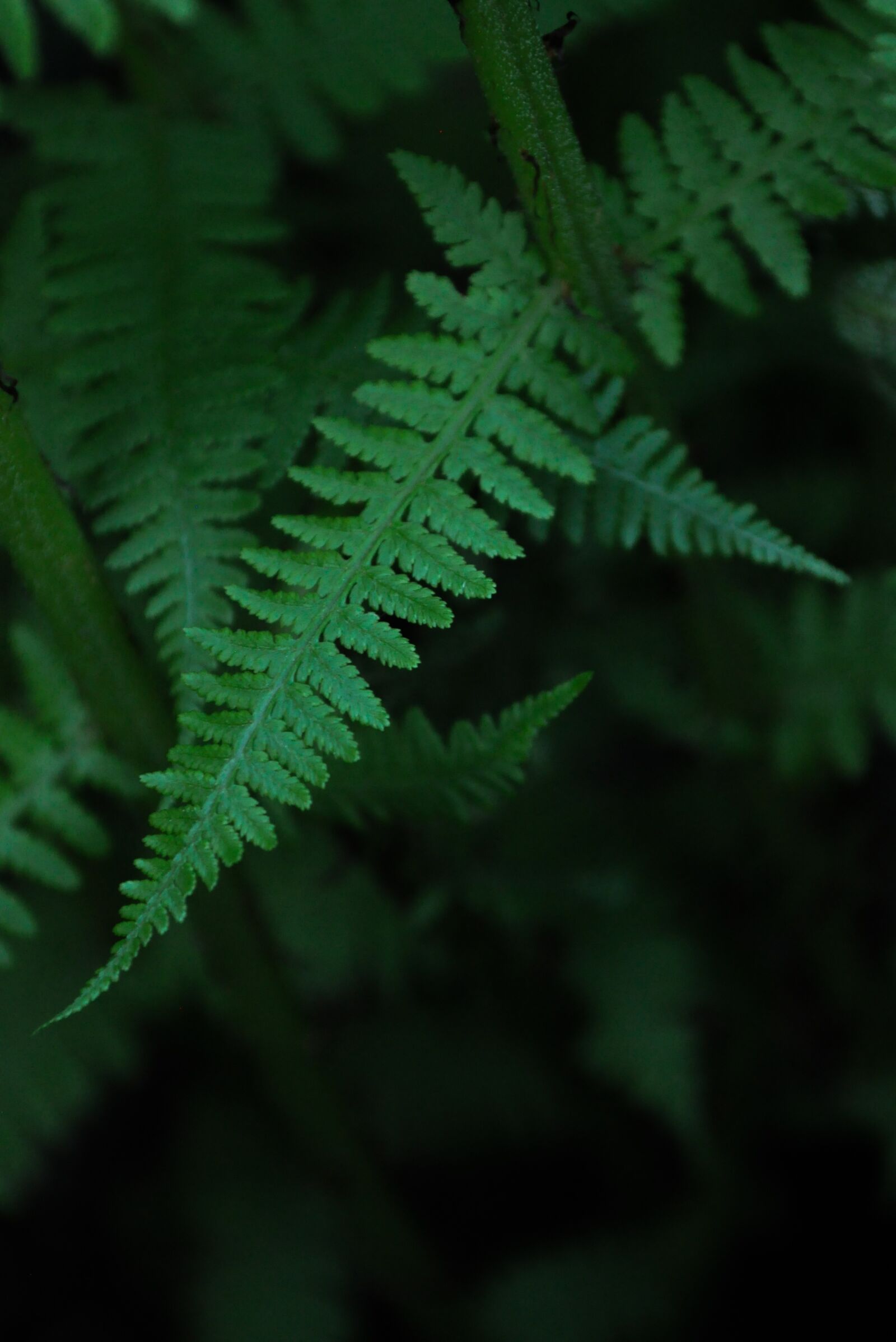 Nikon D5000 sample photo. Fern, nature, green photography