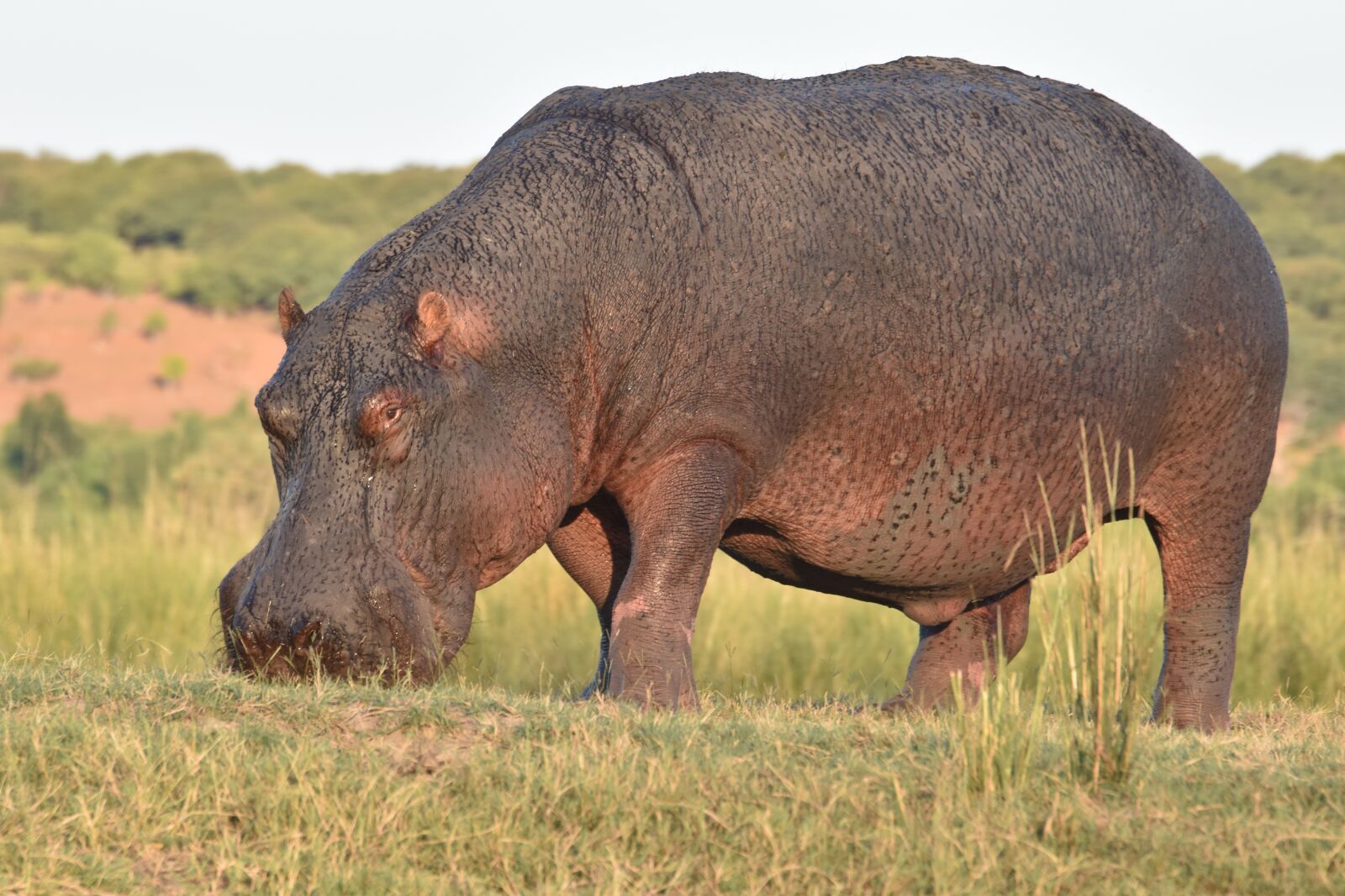 Nikon D5600 sample photo. Hippo, safari, africa photography