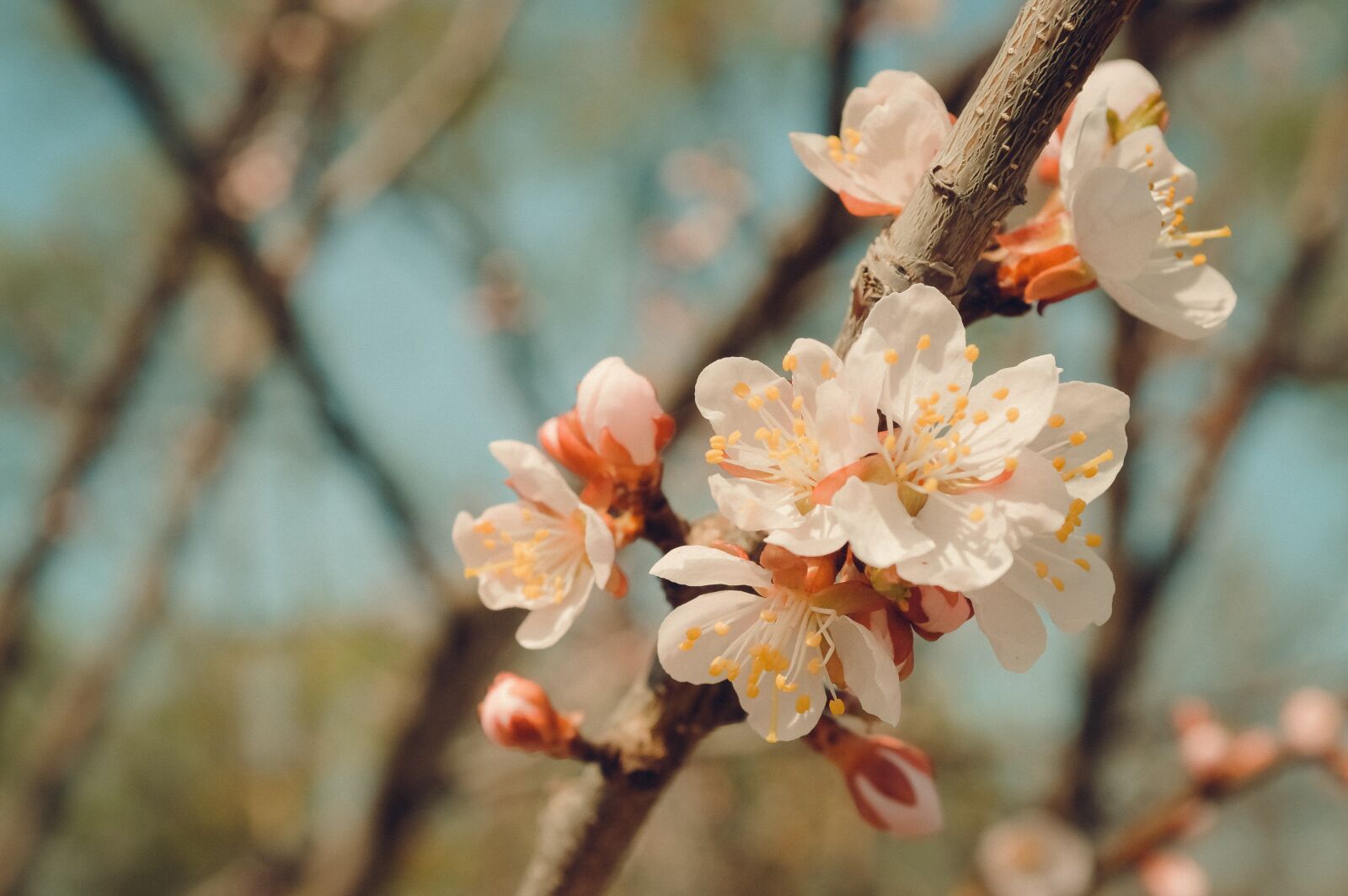 Nikon D3200 sample photo. Flower, tree, spring photography