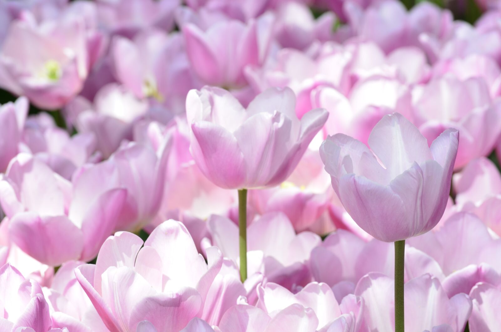 Nikon D5100 sample photo. Tulip, flower, orange photography