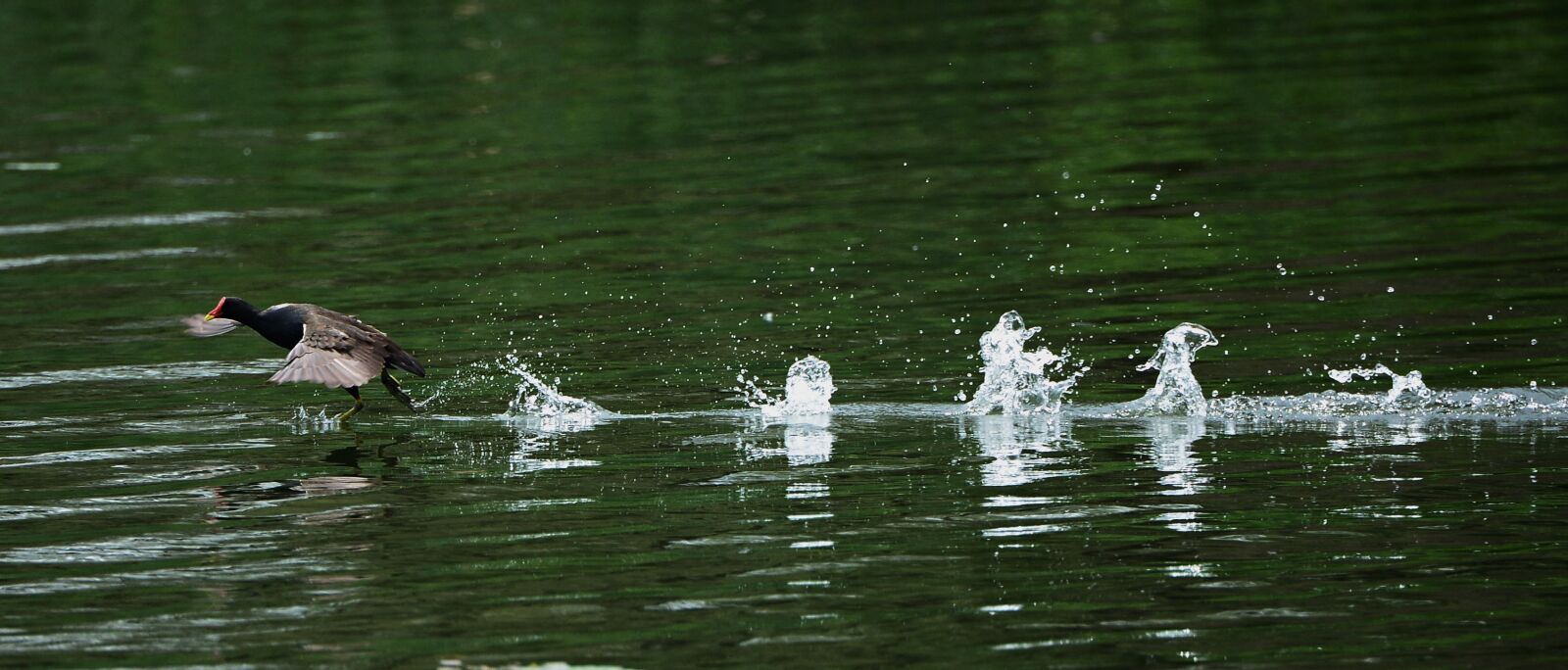 Nikon D4 sample photo. Water birds, take off photography