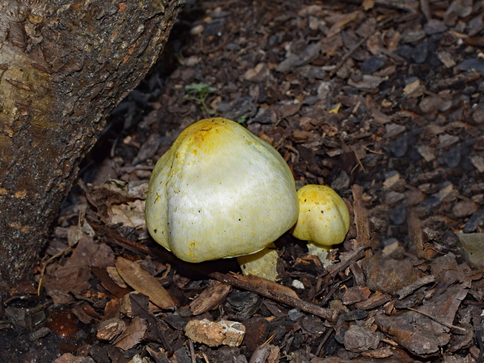 Nikon D3300 sample photo. Yellow mushrooms, fungi, forest photography