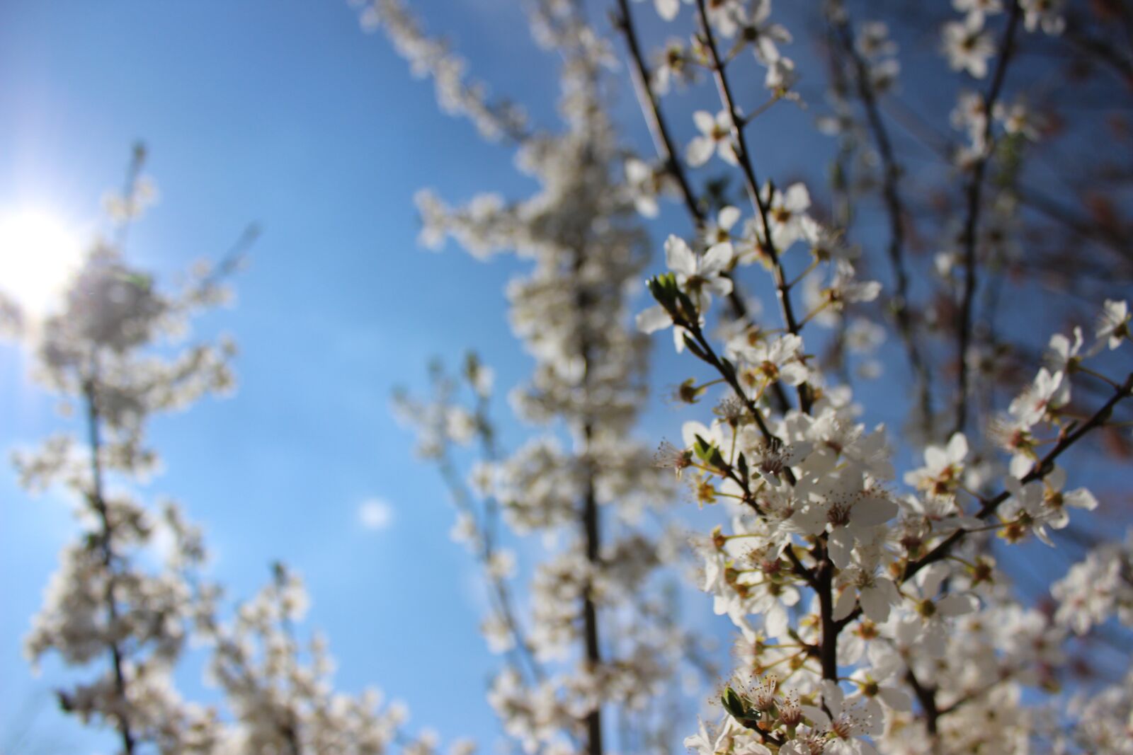 Canon EOS 600D (Rebel EOS T3i / EOS Kiss X5) sample photo. Bl ten, fr hling photography