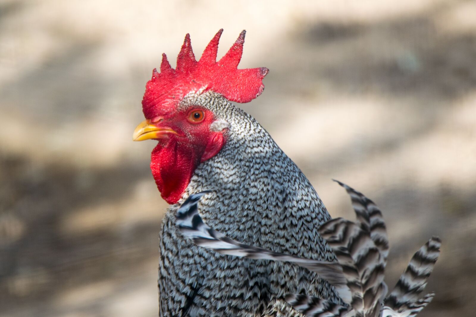 Nikon D5300 sample photo. Nature, birds, animalia photography
