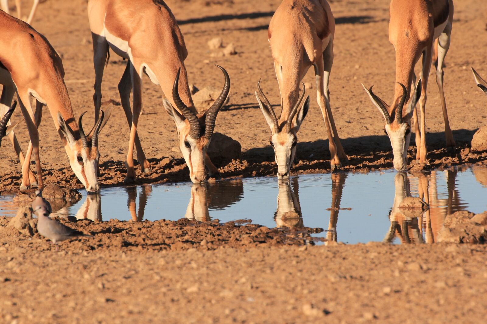 Canon EOS 550D (EOS Rebel T2i / EOS Kiss X4) sample photo. Springbok, drinking, waterhole photography