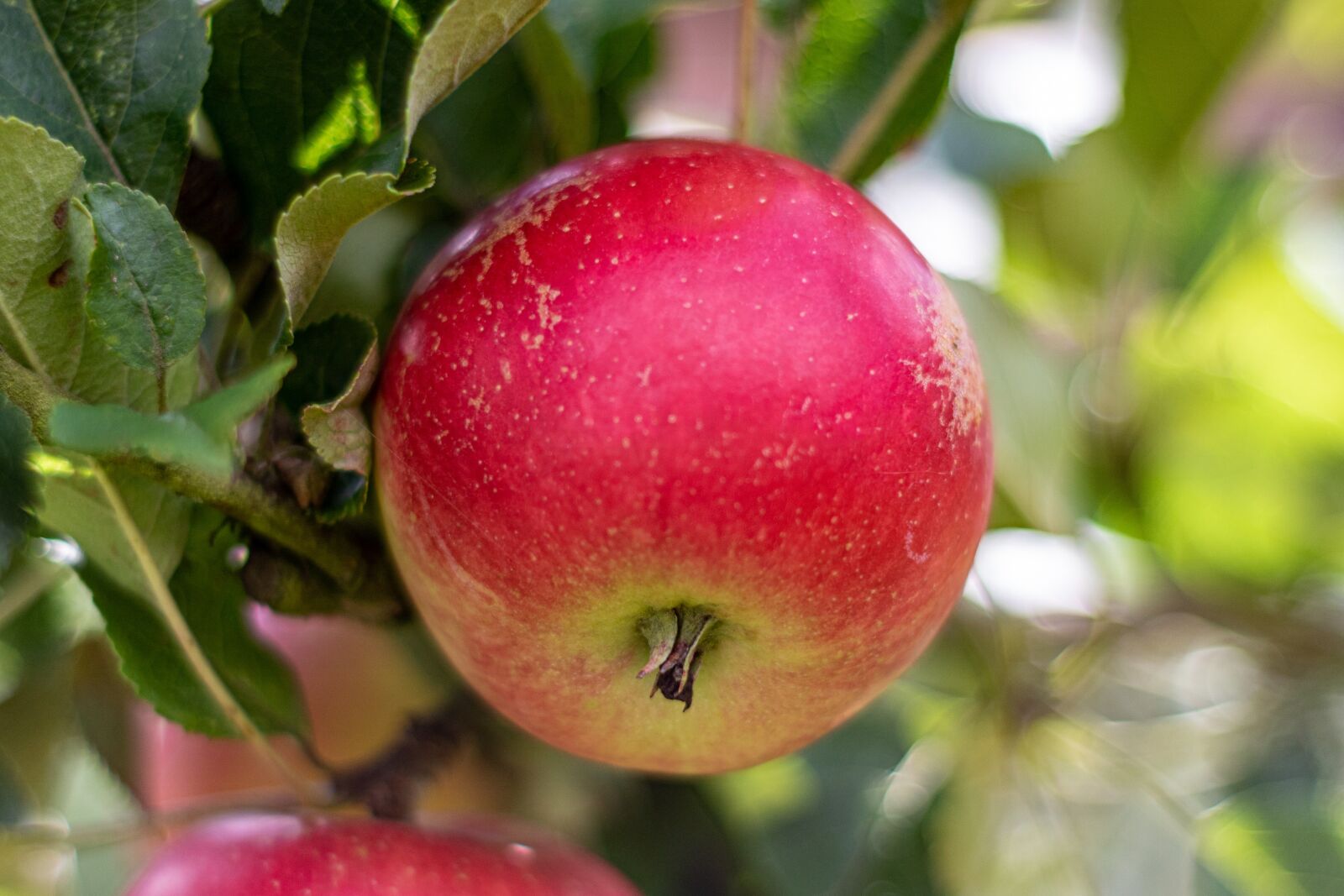 YN50mm f/1.8 II sample photo. Fruit, food, apple photography
