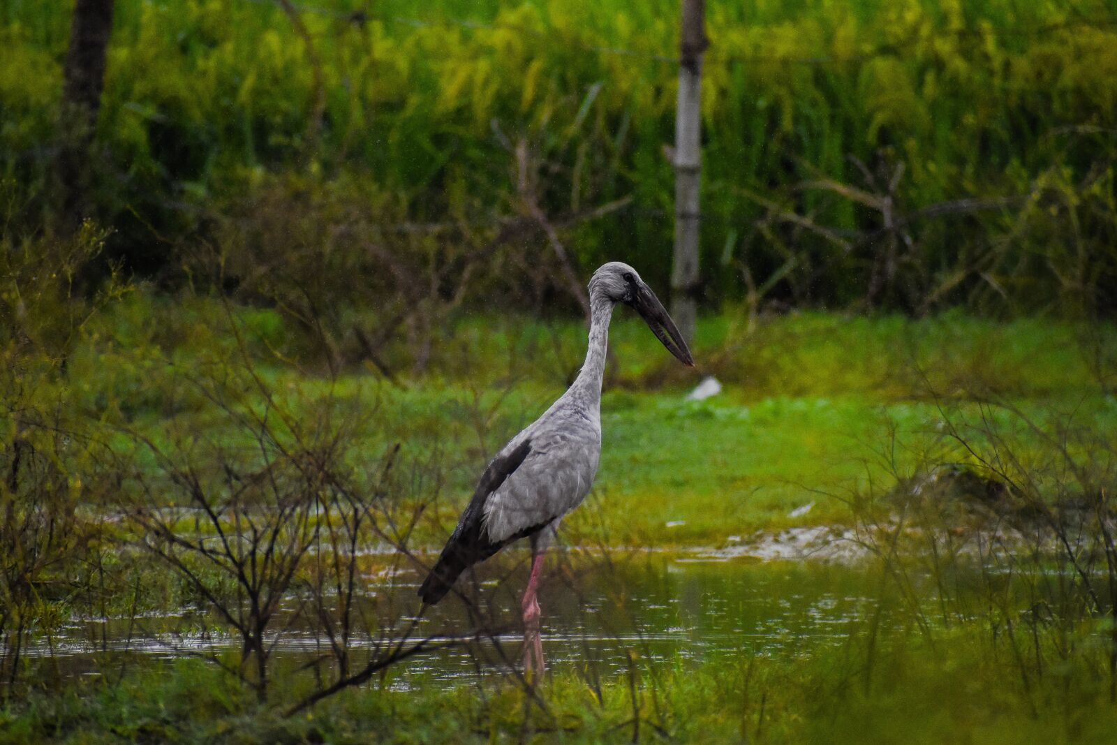 Nikon D5600 sample photo. Openbill, nature, india photography