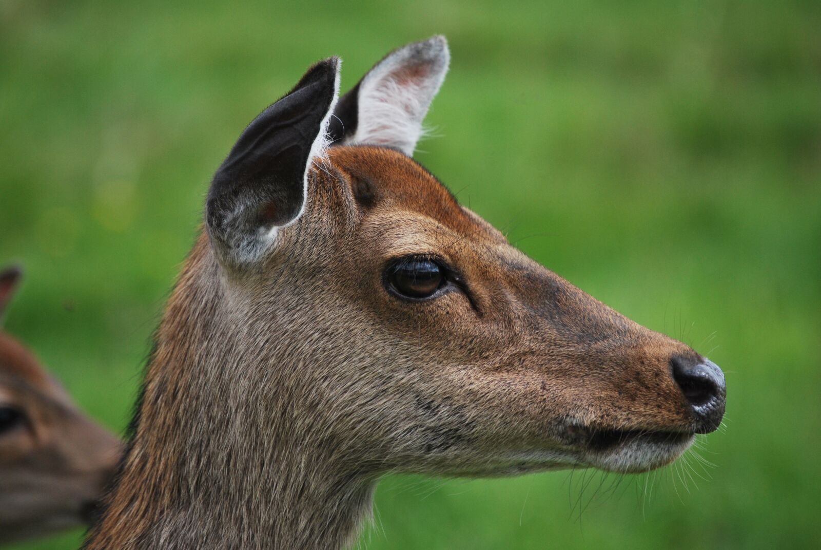 Nikon D60 sample photo. Doe, deer, nature photography