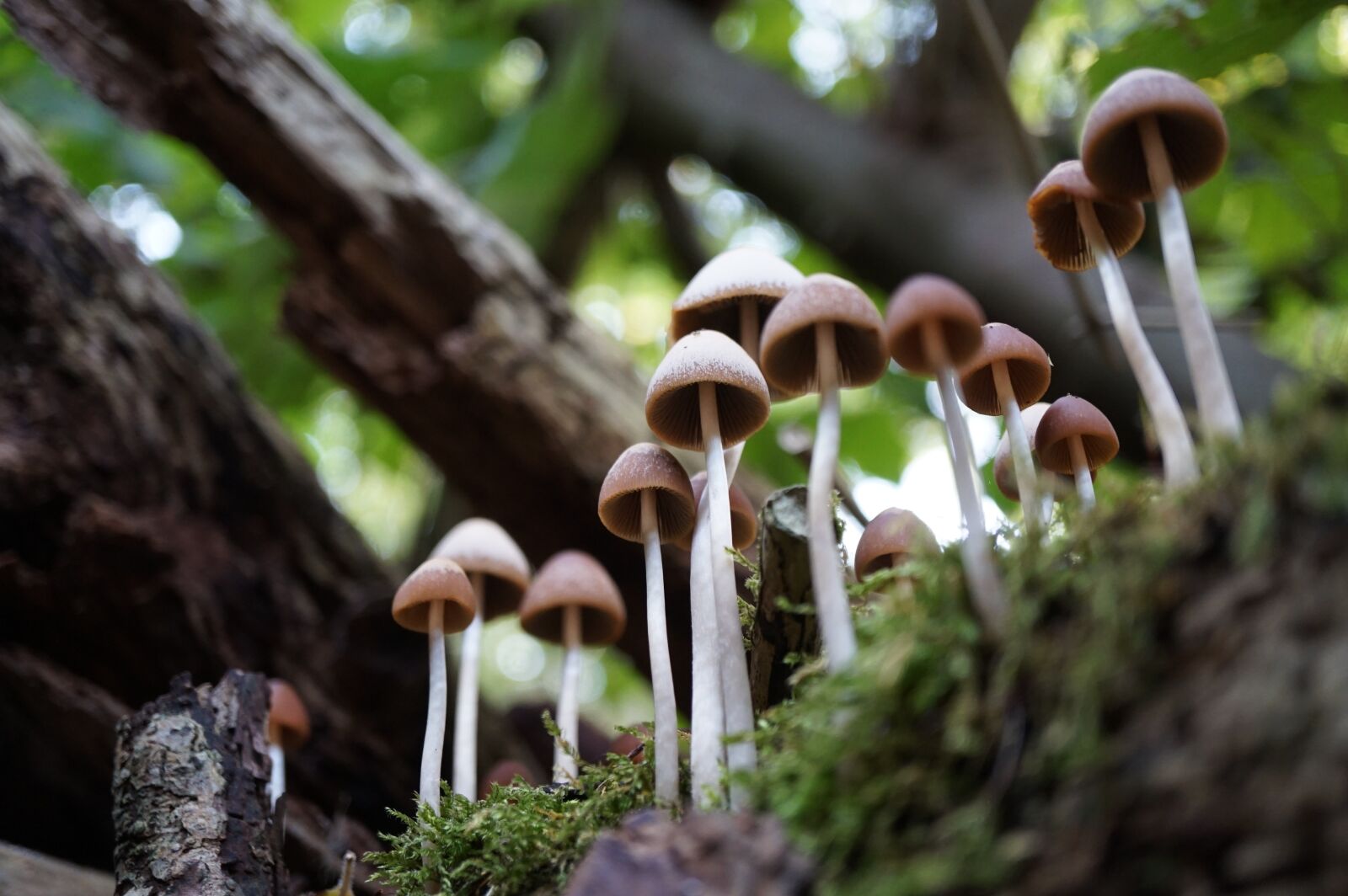 Sony Alpha a5000 (ILCE 5000) + Sony E 30mm F3.5 Macro sample photo. Mushroom, mushrooms, autumn photography
