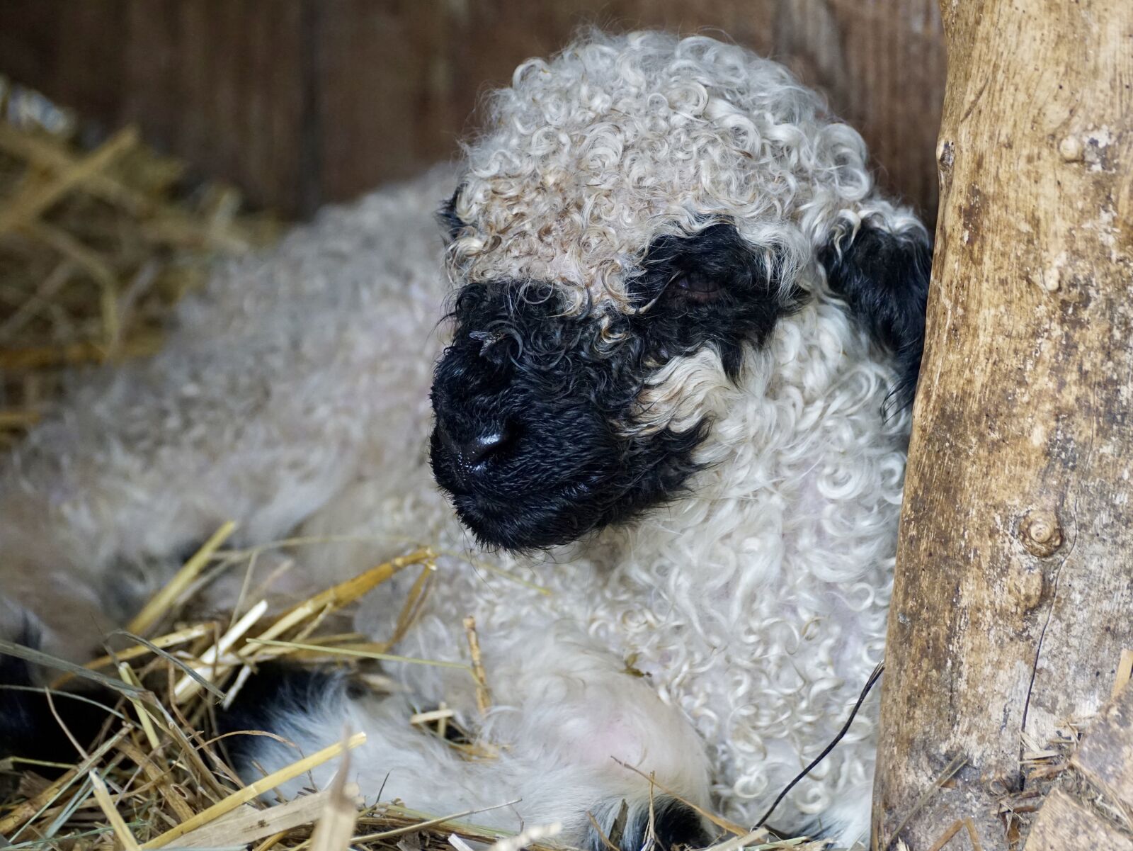Sony DT 55-300mm F4.5-5.6 SAM sample photo. Black nosed sheep, sheep photography