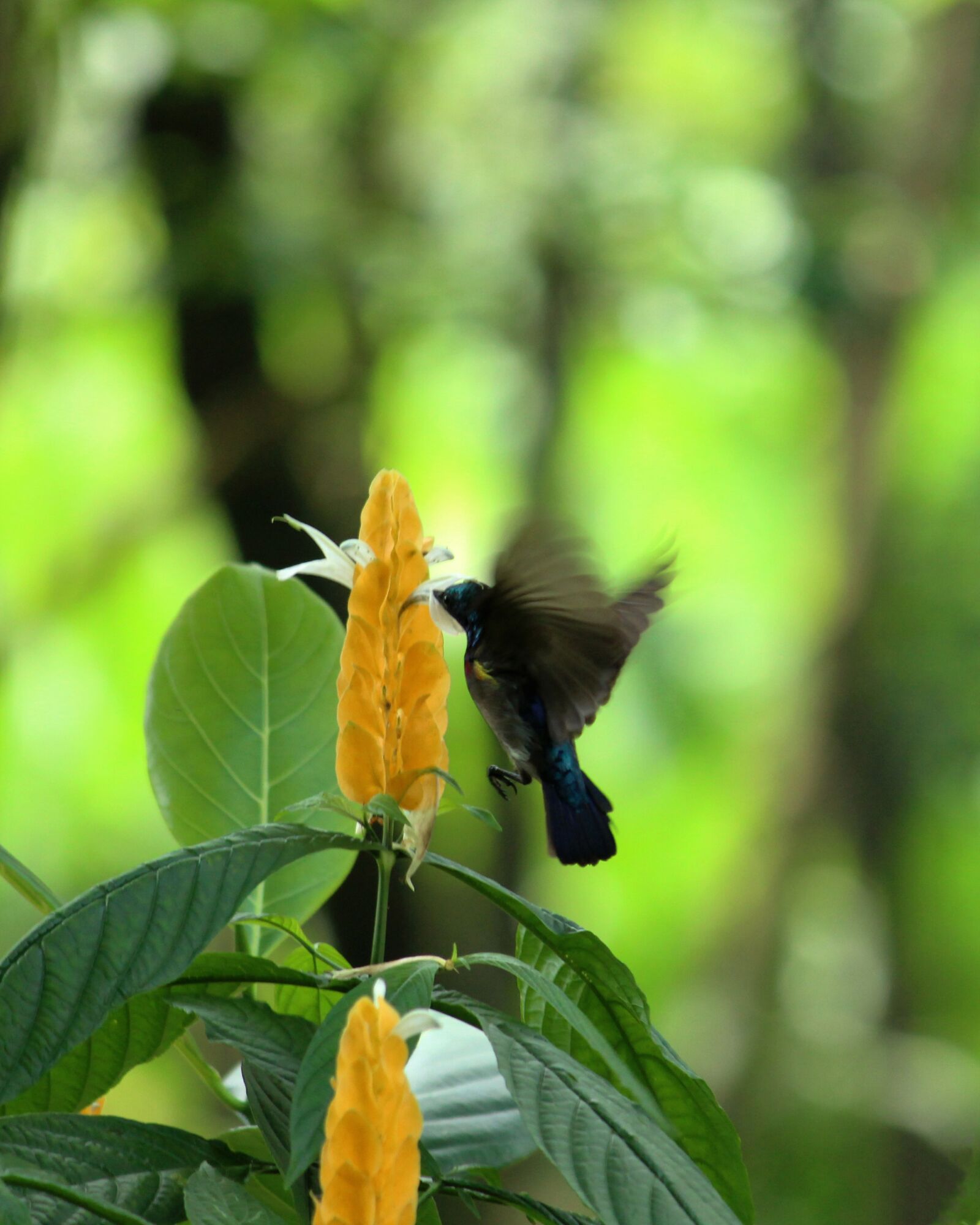 Canon EOS 1300D (EOS Rebel T6 / EOS Kiss X80) sample photo. Kerala, india, sunbird photography